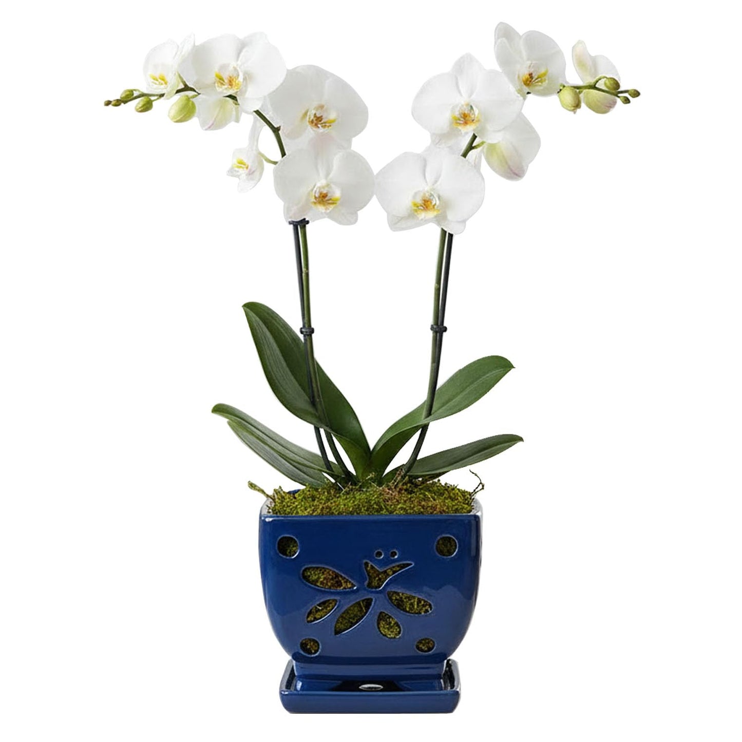 Grdthzey Orchid Pots with Holes Square Ceramic Orchid Planter Pots 5.7 inch (Blue)