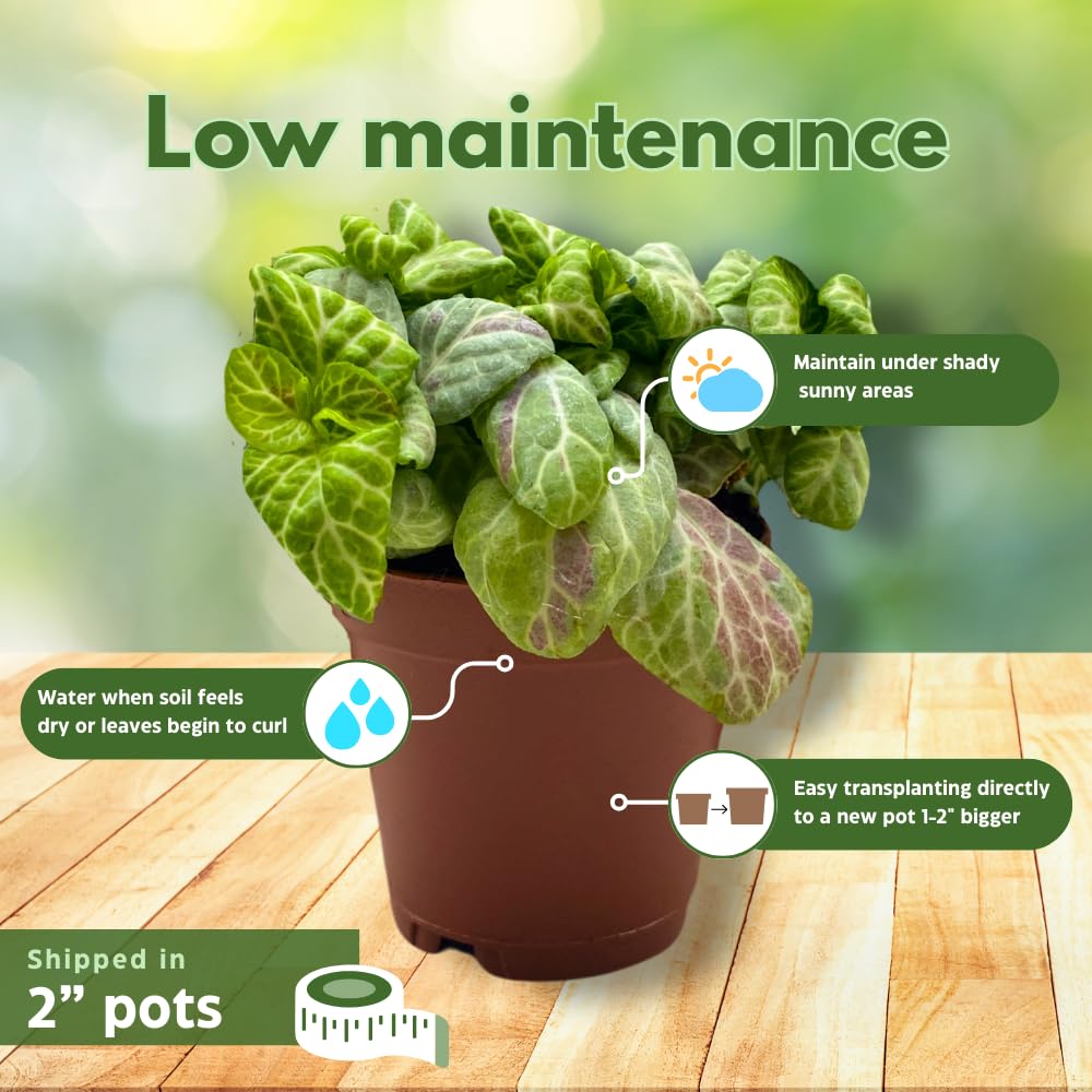 BubbleBlooms Fittonia Assortment 2 inch Pots Set of 3 Never Plant