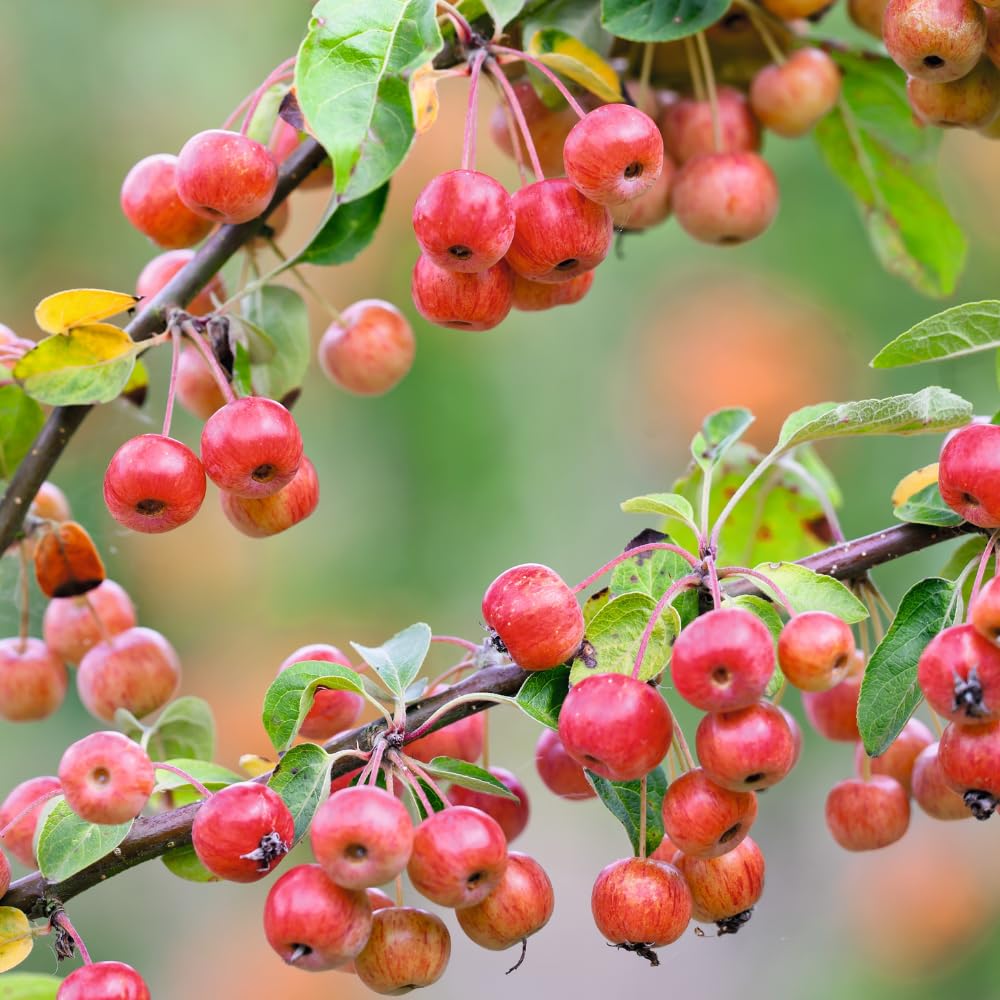 Crabapple Plant Live for Planting 6 to 10 Inch Tall, Crabapple Bush Live, Crab Apple Well Rooted Starter Plant