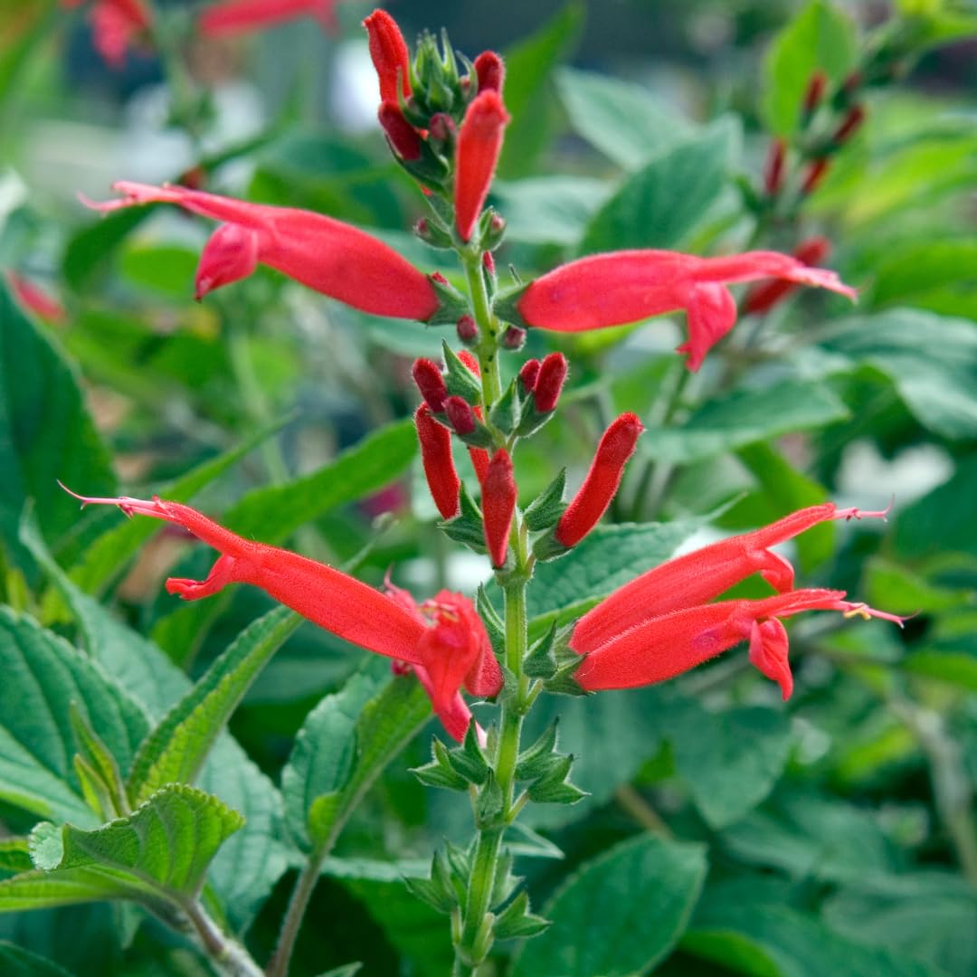Yunaksea Pineapple Salvia Perennial Live Plant in 4 Inc Pot, Long Bloomer Red Salvia Sage Plant Live, Live Salvia Bush Shrub for Planting