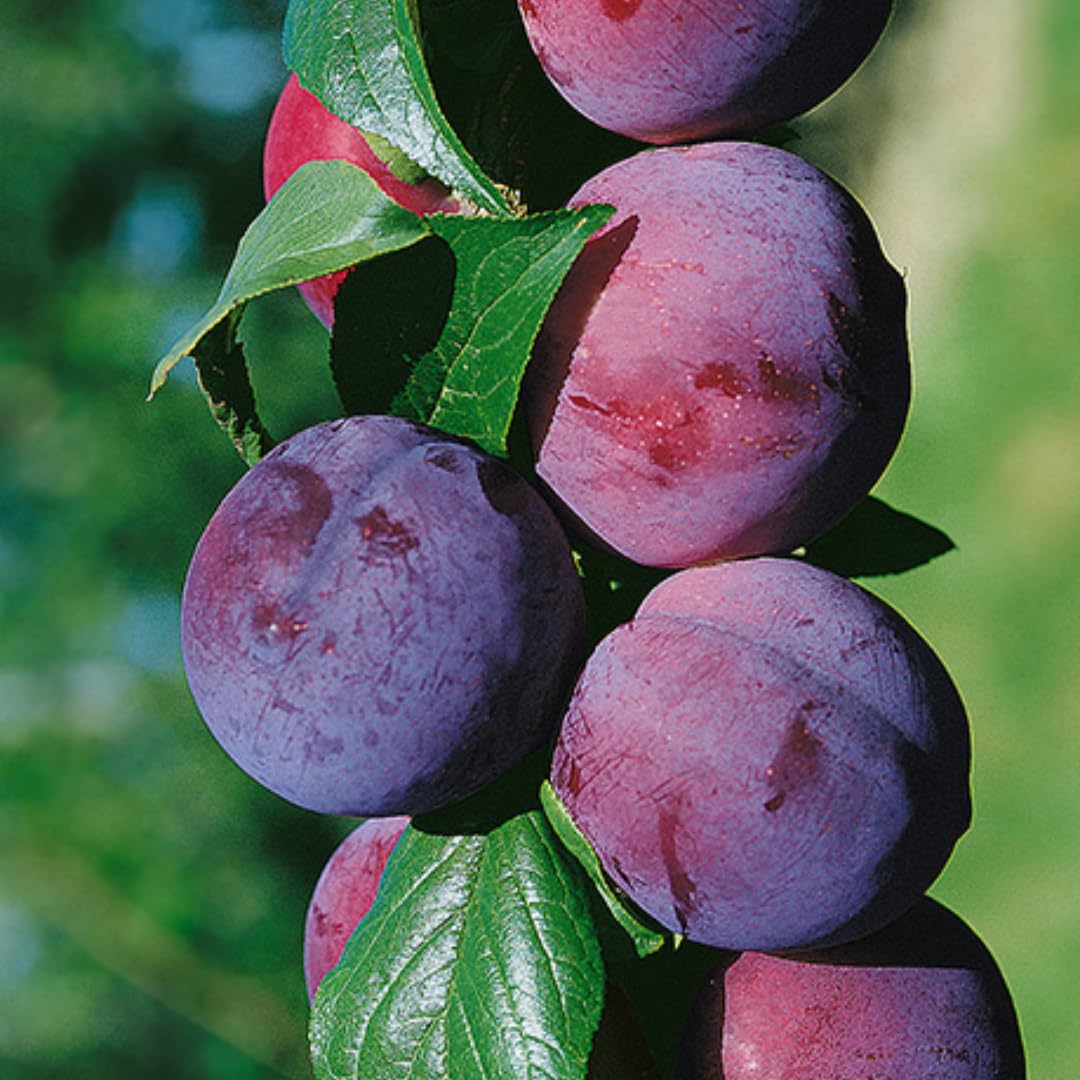 Grafted Plum Tree Live Plant Ready to Bear Fruit, 2-3 Ft Tall in 3 Gallon Pot, No CA, Spring Planting, Fast-Growing and High Yielding (Santa Rosa)