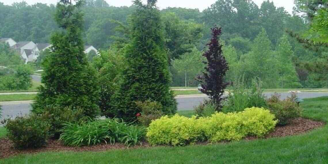 50 Thuja Green Giant Arborvitae Trees/Shrubs - 6-12" Tall Live Plants - Fast Growing Privacy Evergreen Hedges/Bushes - 2.5" Pots - (50 Pack)