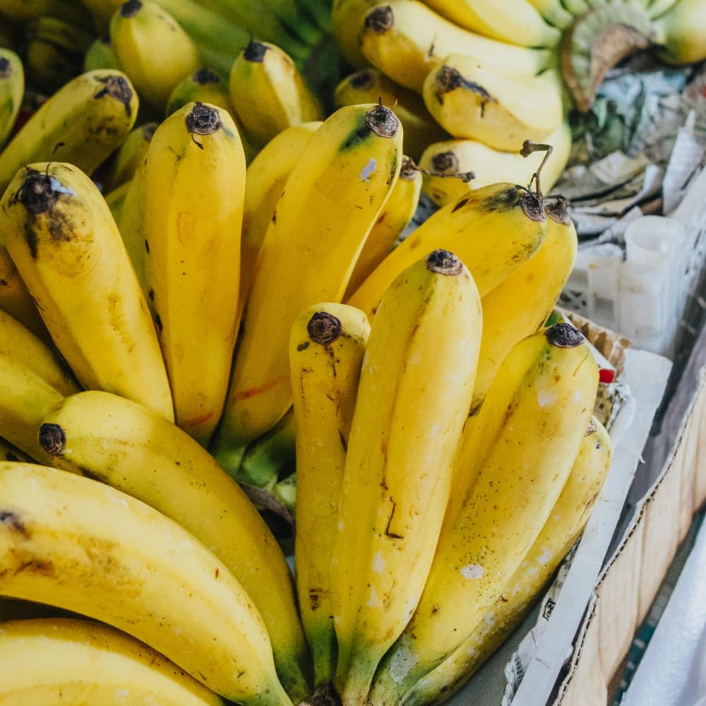 Grand Nain Banana Tree Live Plant, Banana Fruit Plant Well Rooted, 5 to 7 Inch Tall, No Pot