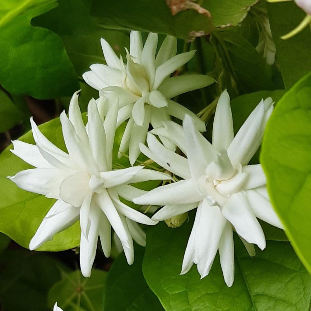 Live White Jasmine Plant 4–8 Inches Tall, Jasmine Sambac Plants, Fragrant Flower Vine Live Plant Indoor Outdoor Garden