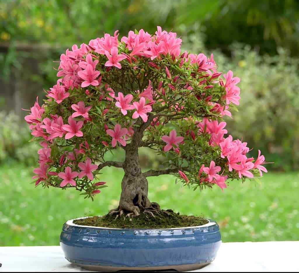 Live Plant - Hampton Beauty (Bonsai) Azalea