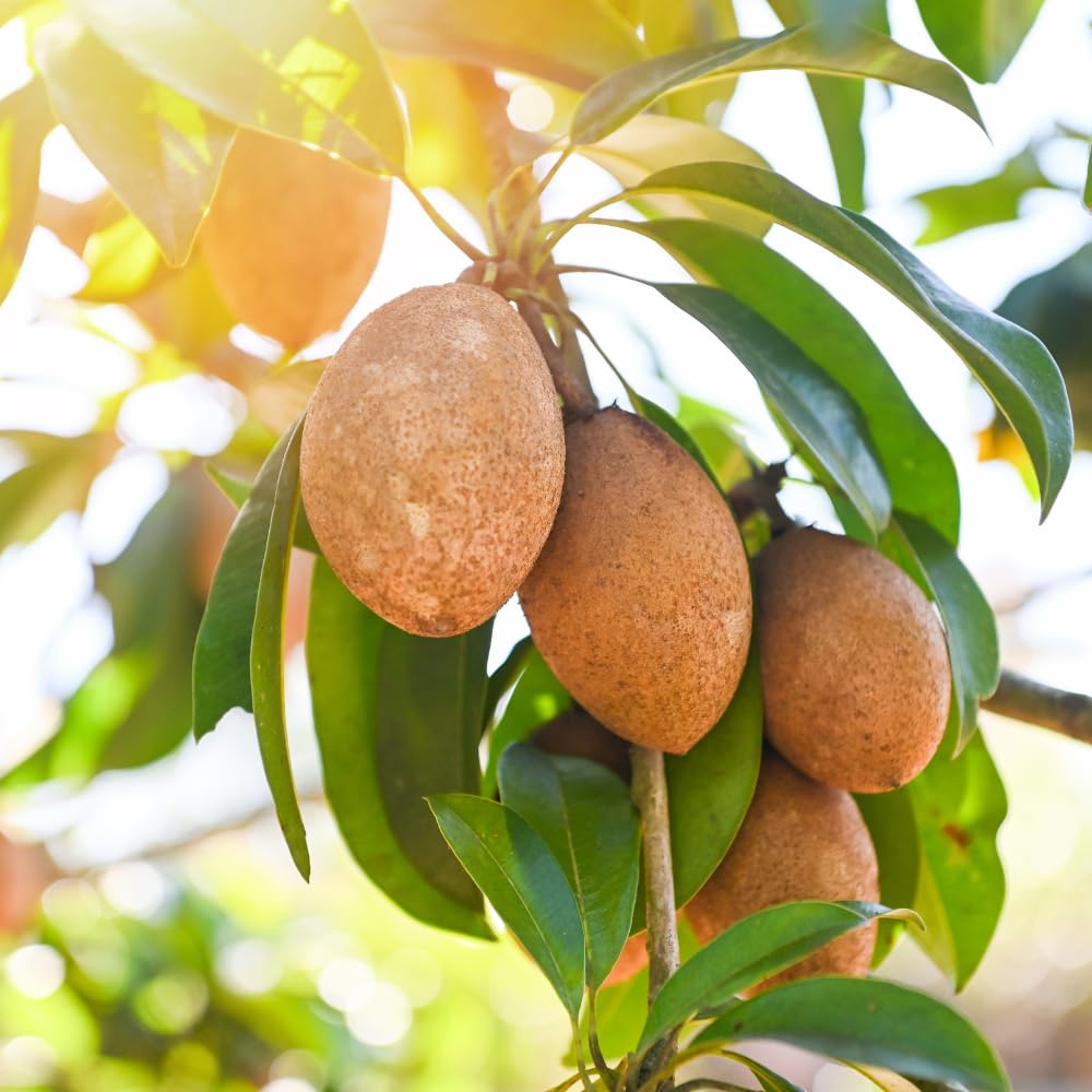 Sapodilla Tree Live Plant for Growing 2 to 3 Feet Tall, in 3 Gallon Pot, Sapodilla Plant Live Outdoor, Cannot Ship to CA