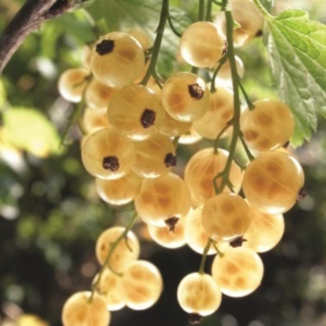1 Live Currant Bush Plant Fast Growing, Ready Bear Fruit Within 1 Year - No NC, WV, NH, 6-14" Tall, Great for Backyard or Orchard Growing, Currant Plant (Random)