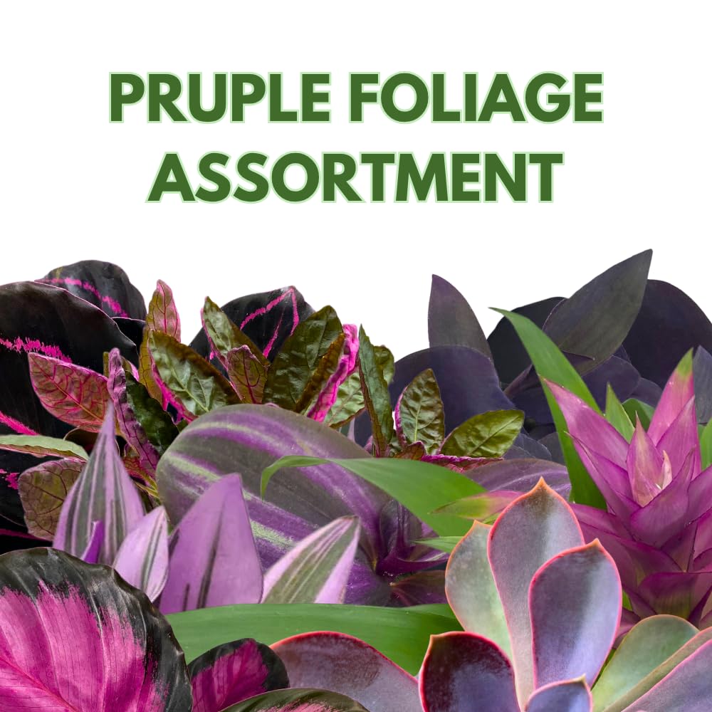 BubbleBlooms Purple House Plants Foliage Assortment Set of 3 in 4 inch pots