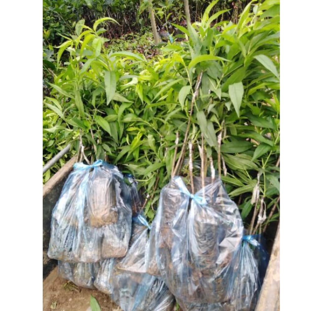 Grafted Peach Tree Live Plant, Well Rooted Peach Plant 1 Feet Tall for Planting Outdoor, Dormant, Ready to Bear Fruit Within 1-2 Years (Belle of Georgia)