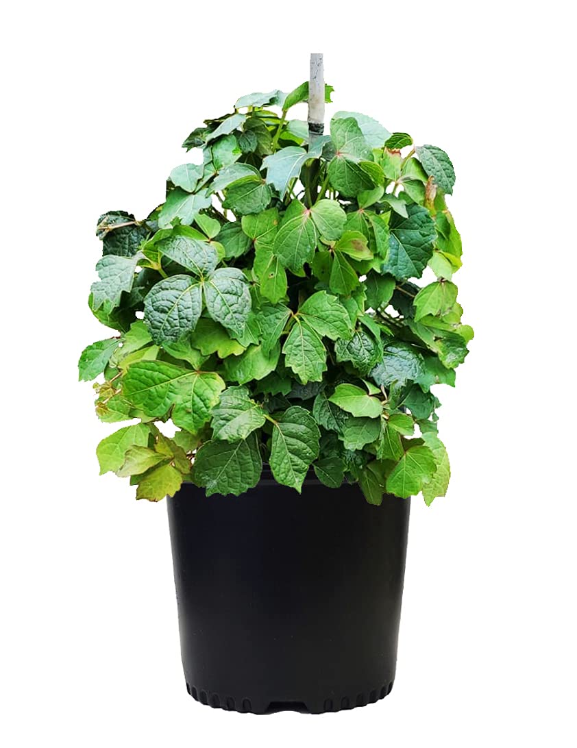 Parthenocissus Tricuspidata (Boston Ivy) Shrub, #3 - Size Container