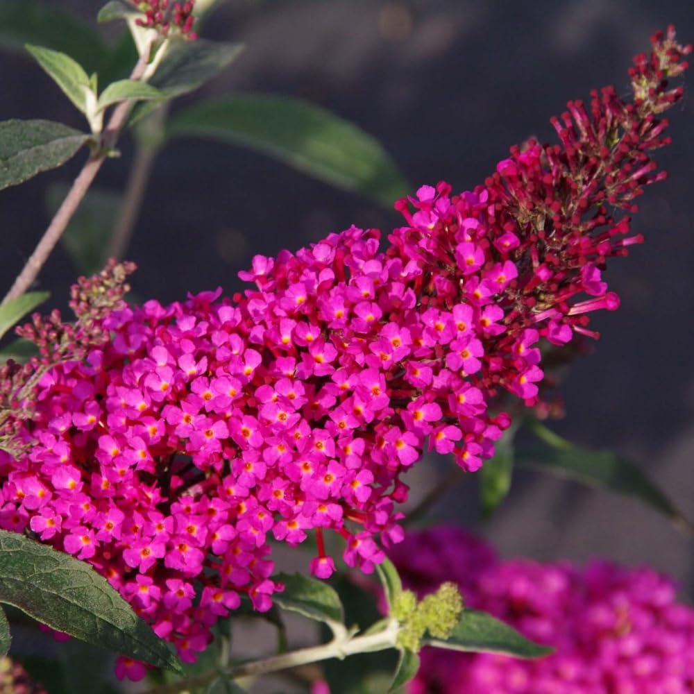 Potted Butterfly Bush Live Plant, 5-9" in Tall, Cold Hardy, Spring Outdoor PlantingBlooms Summer to Fall, Dormant in Winter (Cranberry Buddleia Plant)