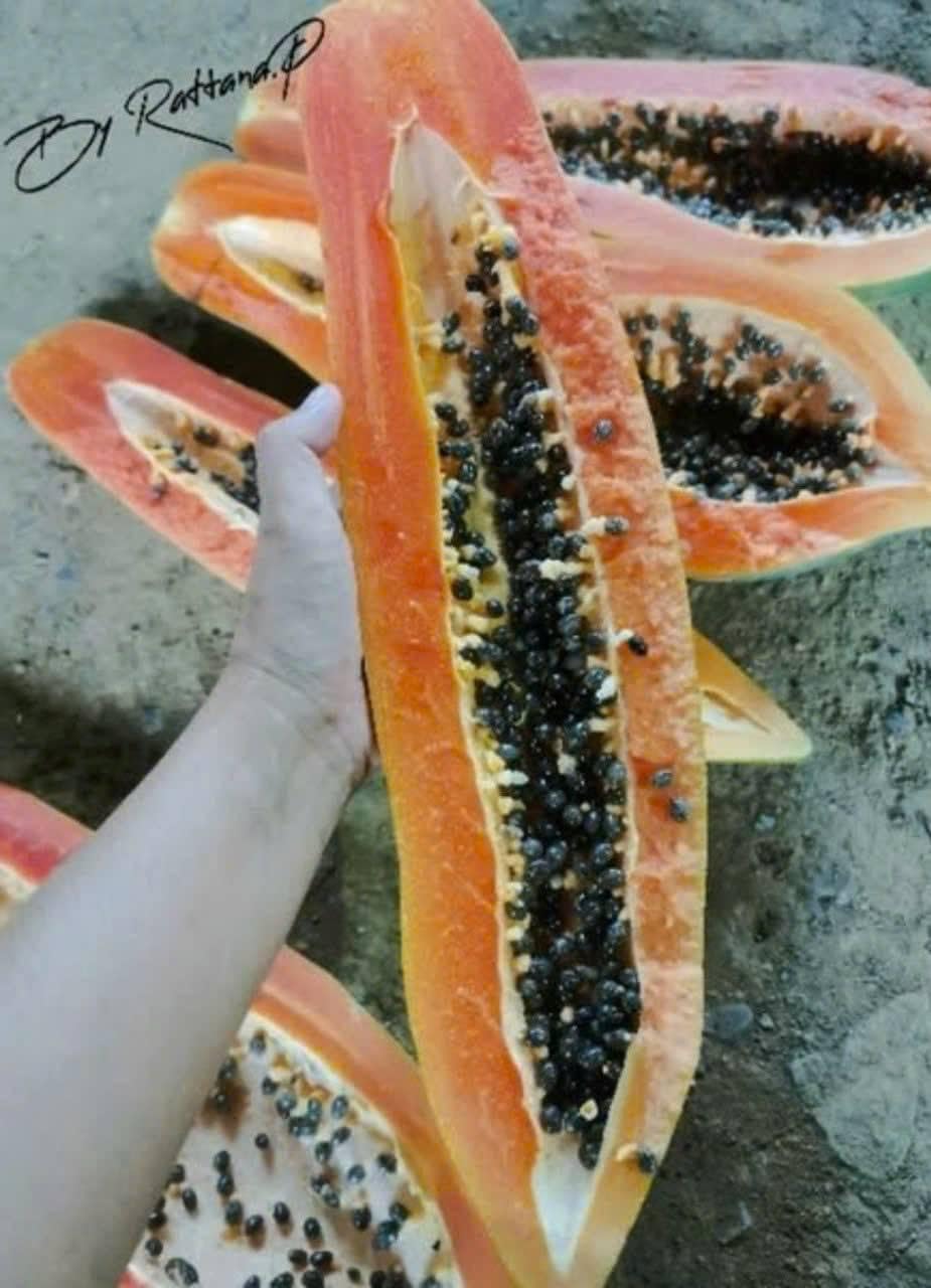 HIGH Germination Mix Papaya 50+ Seeds Đu Đủ Dwarf and Long Non GMO Heirloom - Very Fresh, Rare, Organic, High Yielding, Fast-Maturing and Sweet Flavor - Compact Size for Small Spaces