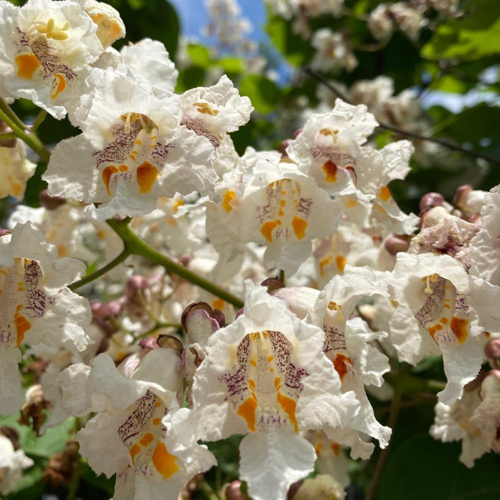 10 Catalpa Tree Plant Live – Catalpa Native Seedlings 1–2 Feet Tall | Easy to Grow Outdoor Trees for Backyard Shade & Wildlife Habitat | Dormant Plant