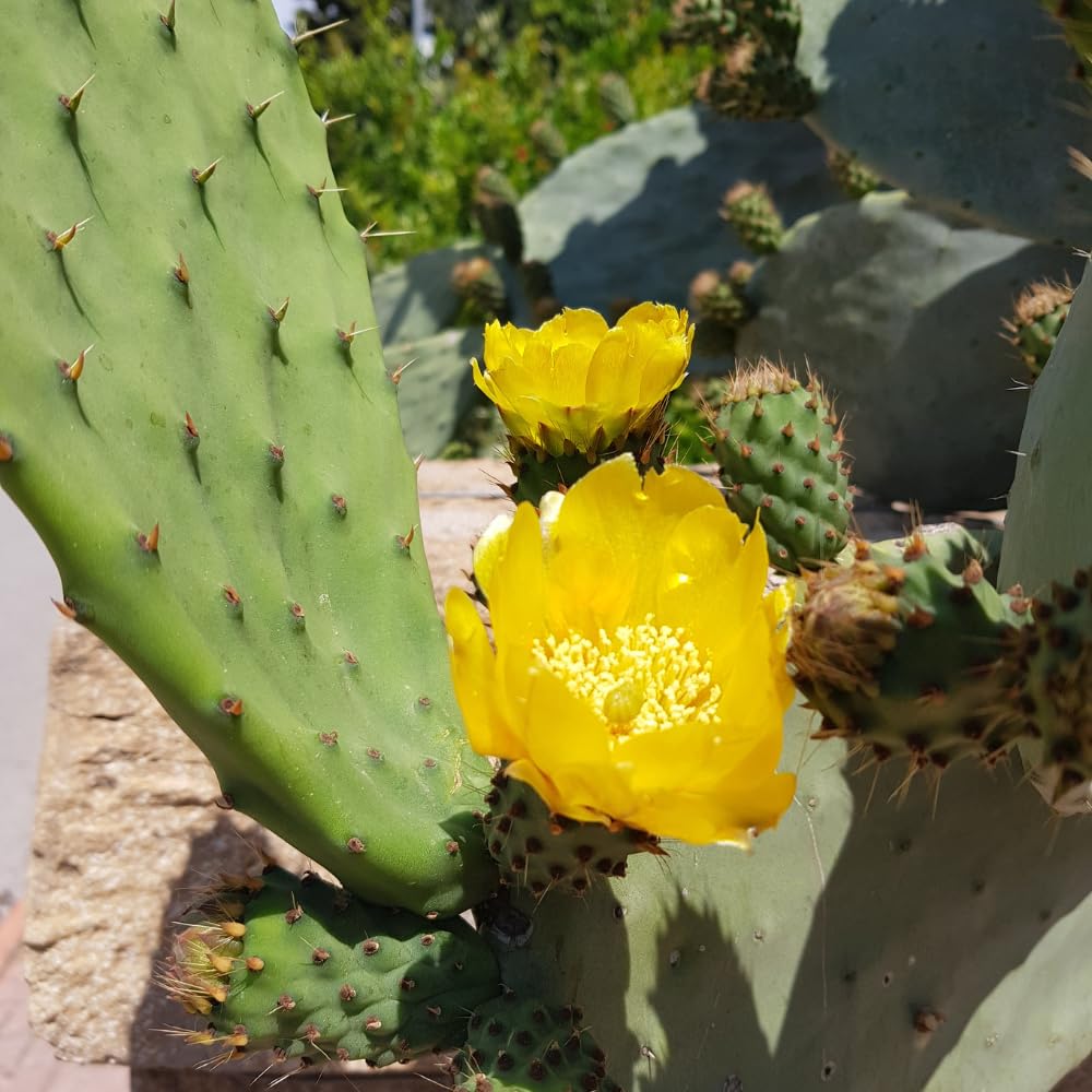 Green Prickly Pear Cactus Plant Live, Prickly Pear Cactus Live Plant Pot for Gardening
