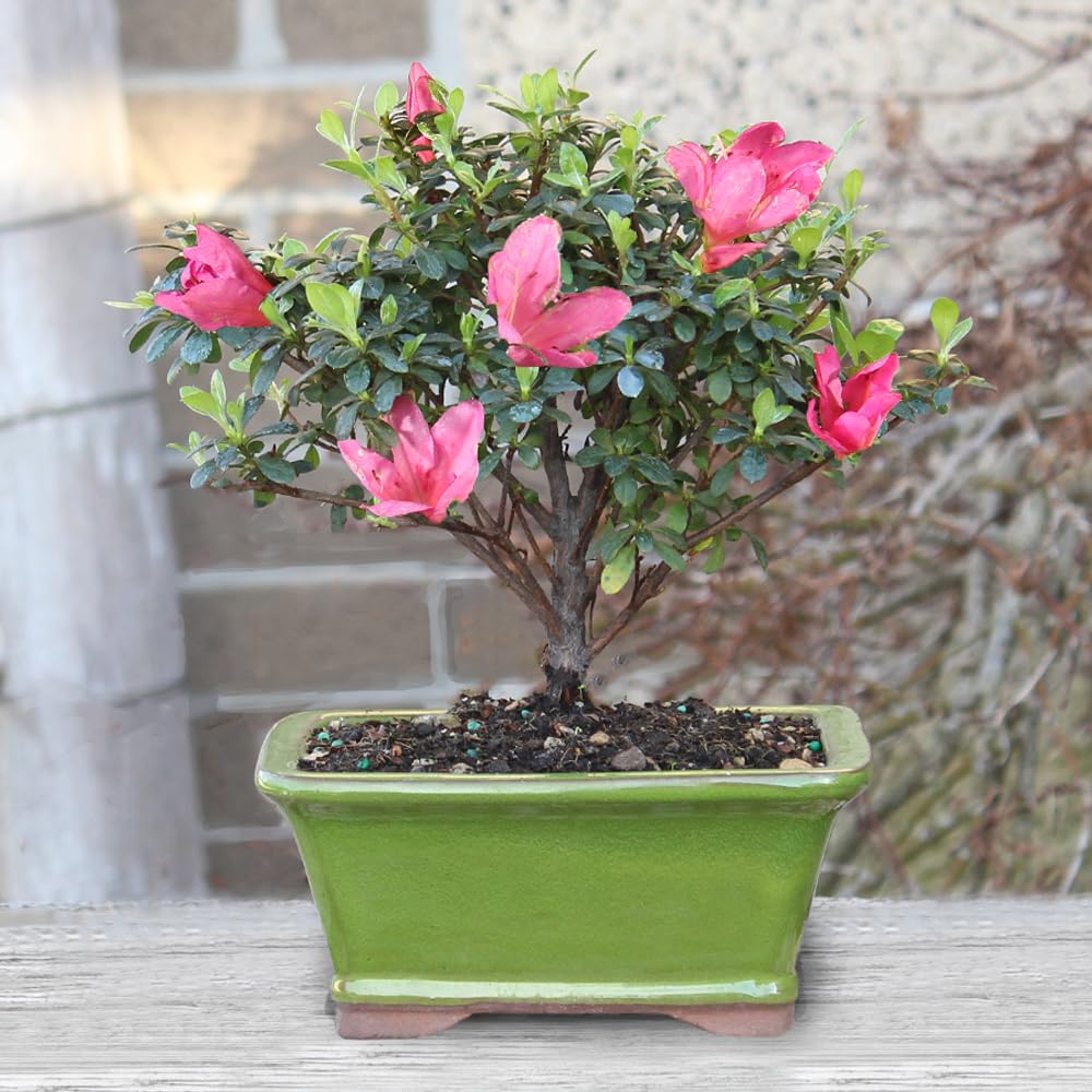 Brussel's Bonsai - Live Satsuki Azalea Flowering Bonsai Tree in Ceramic Bonsai Pot, Outdoor Bonsai Tree Live Plant, 5 Years Old, 5-8 Inches Tall, Easy Care Plant for Patio Garden (Small)