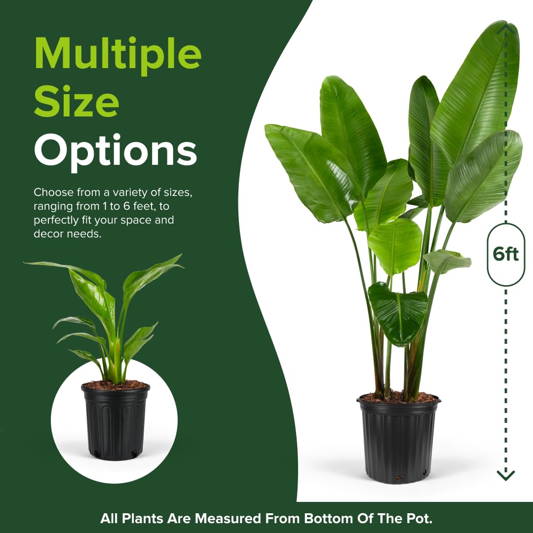 White Bird of Paradise, Strelitzia Nicolai - Live Indoor Plant in Pot, Exotic Home Decor, Air Purifying Houseplant, Tropical Plant, Flowering Plant
