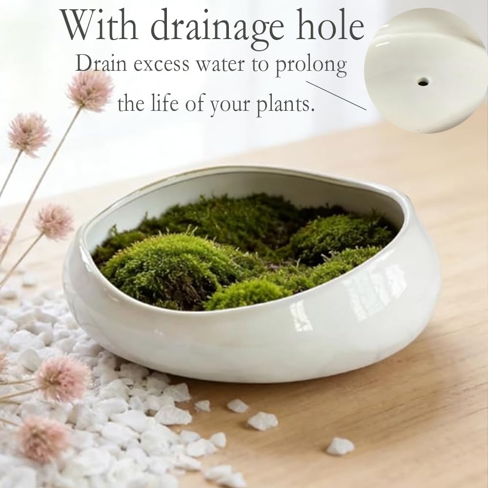 FANFANJIA Modern Ceramic Succulent Pot with Drainage – Indoor Plant Pots, Artistic Design Flower Pots for Home, Office, Weddings & Party Décor