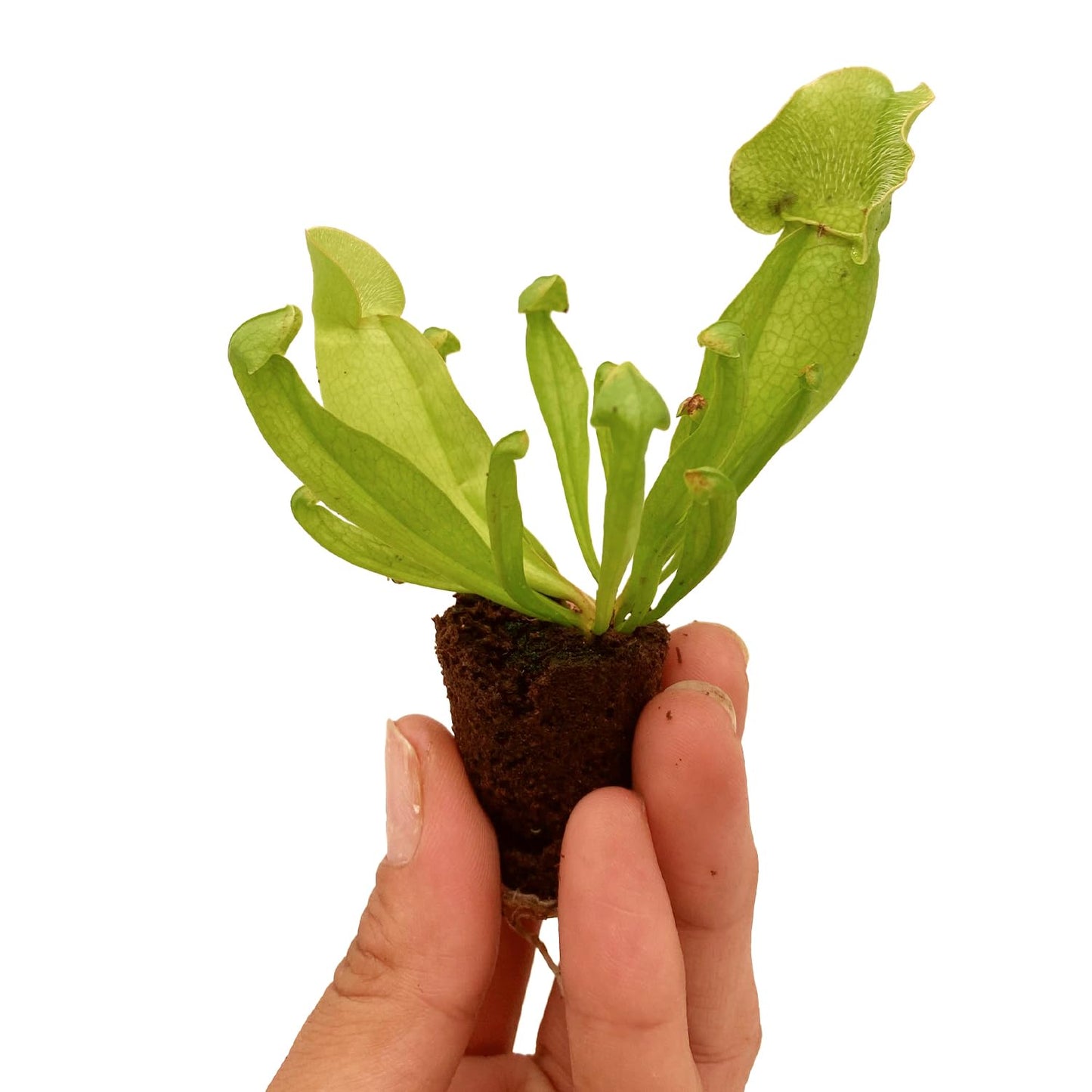 ragnaroc Sarracenia Purpurea SSP. Venosa 2-4" (Purple Pitcher Plant) 1ct – Live Plant for Indoor Outdoor Use, Carnivorous Plant – Live Arrival Guaranteed