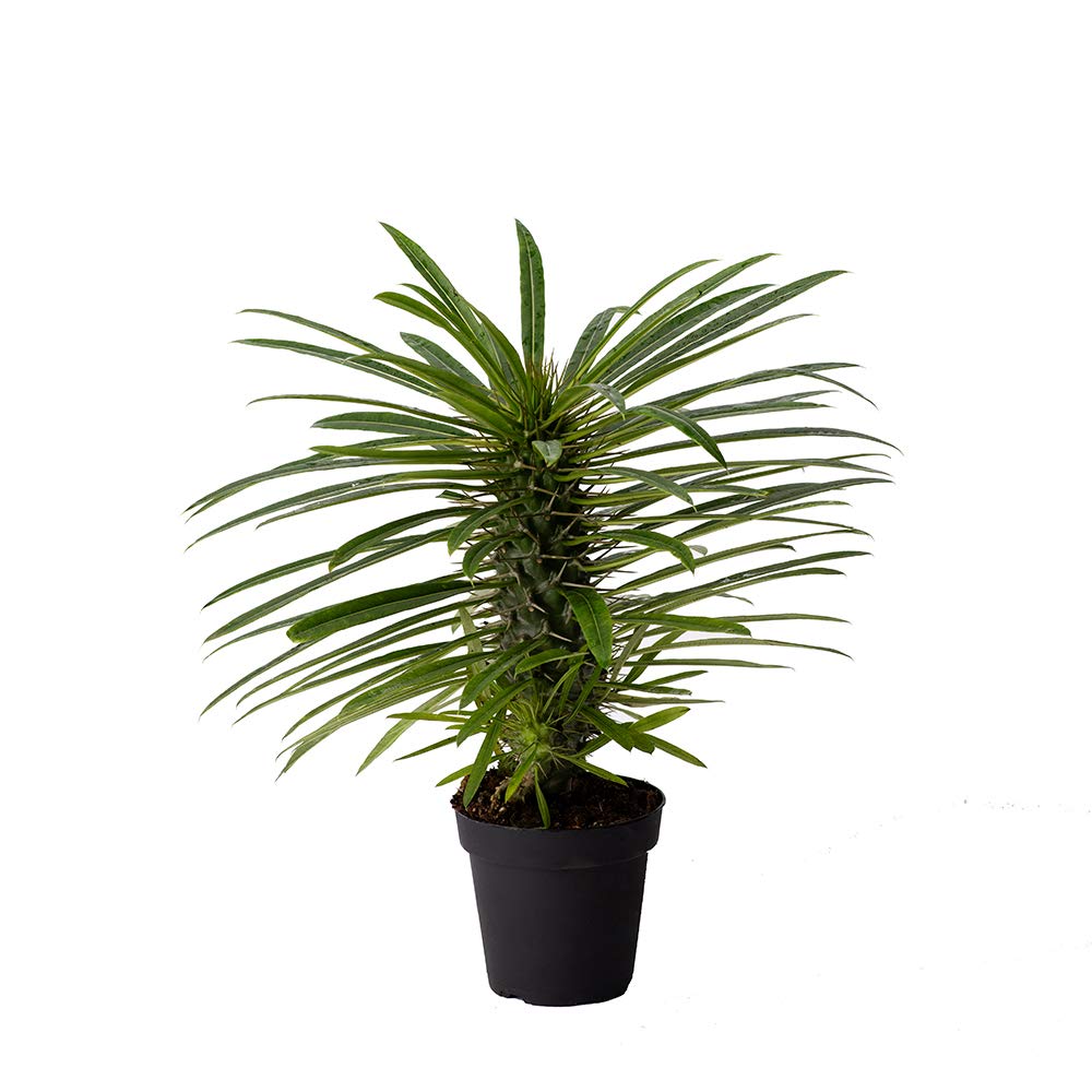 American Plant Exchange Live Madagascar Palm Tree, Plant Pot for Home and Garden Decor, 4" Pot