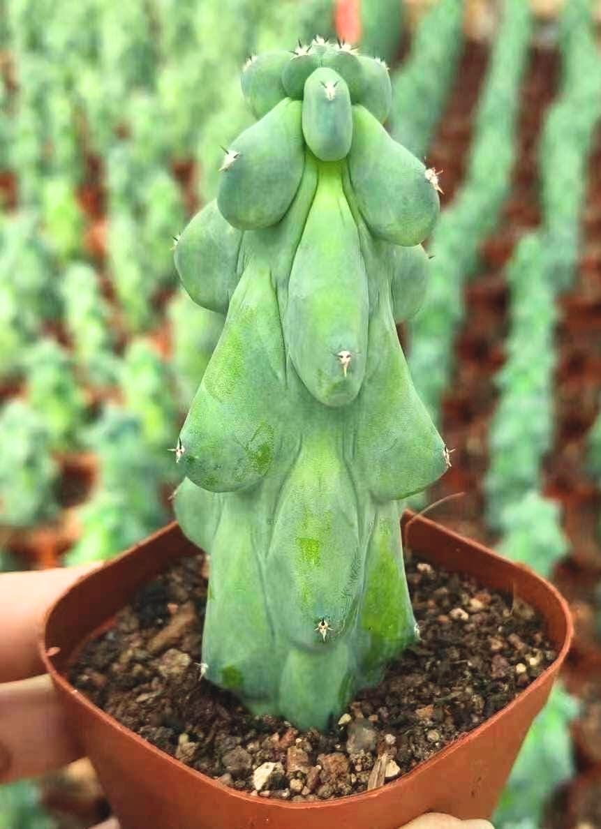 Boobie Cactus Live Plant - Myrtillocactus Geometrizans Fukurokuryuzinboku - 5-6 Inch Height, Unique Succulent Cactus for Indoor and Outdoor Home and Garden Decor, Low Maintenance and Drought-Tolerant