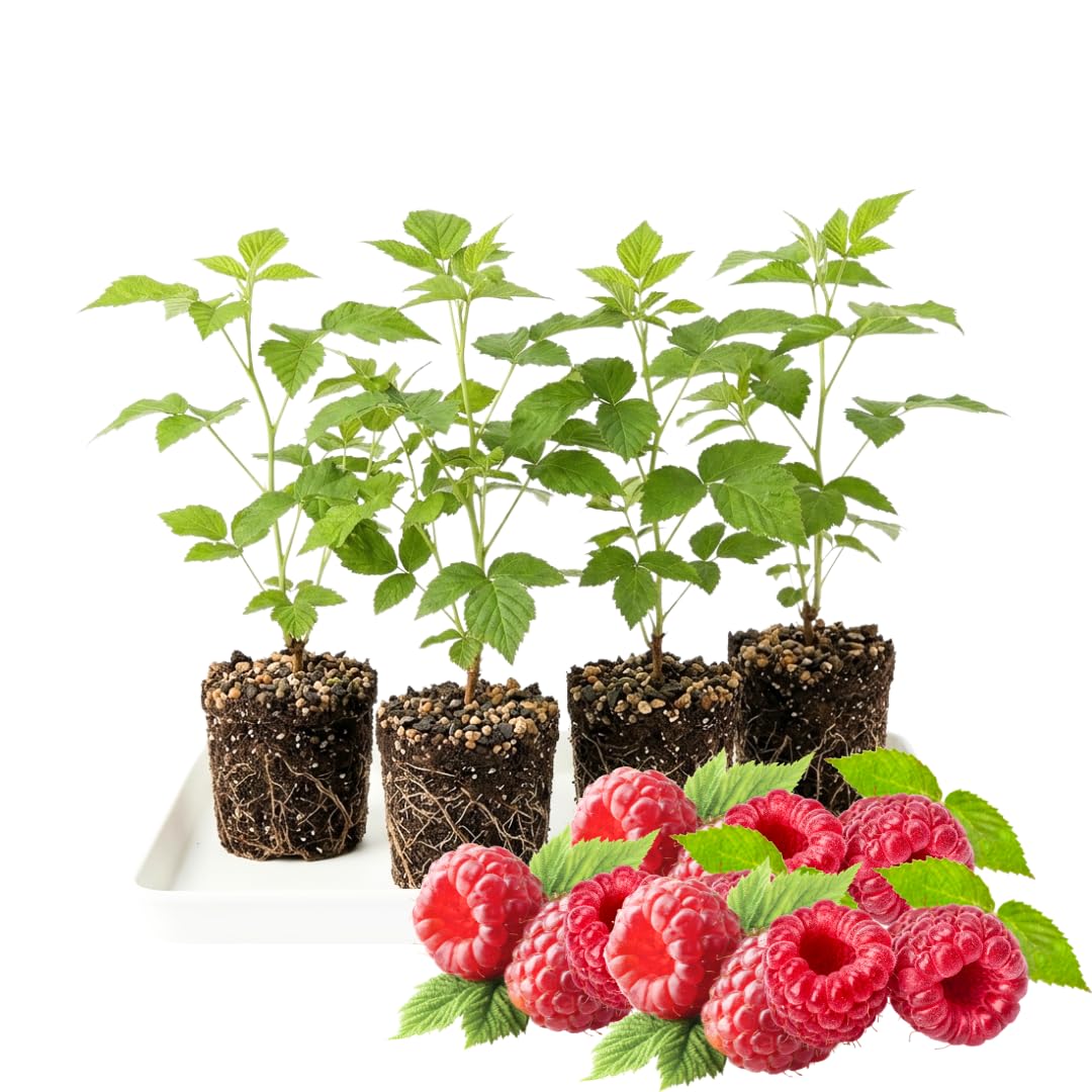 Pack 4 Raspberry Bushes Live Plants, No Pot, Everbearing Red Raspberry Plants Live for Planting, 5-9 Inc in Tall, Zones 4-8 Cold Hardy (Sweet Red Caroline)