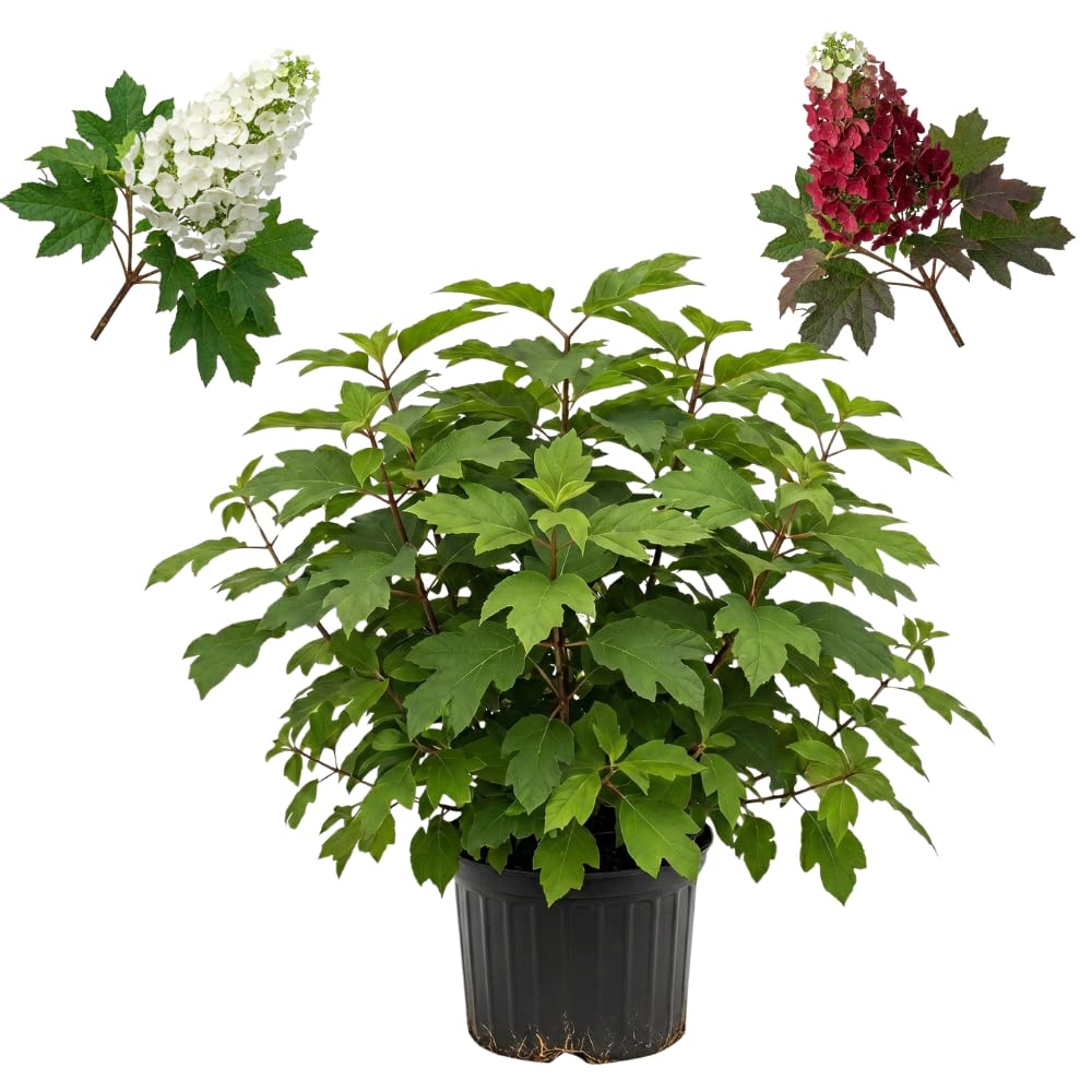 Ruby Slipper Oak Leaf Hydrangea Live Plant Shrub, 6-10" Tall in a Quart Pot, Easy Care Hydrangea Bushes Ready to Plant, White to Pink Changing Blooms for Garden Décor & Outdoor Spaces