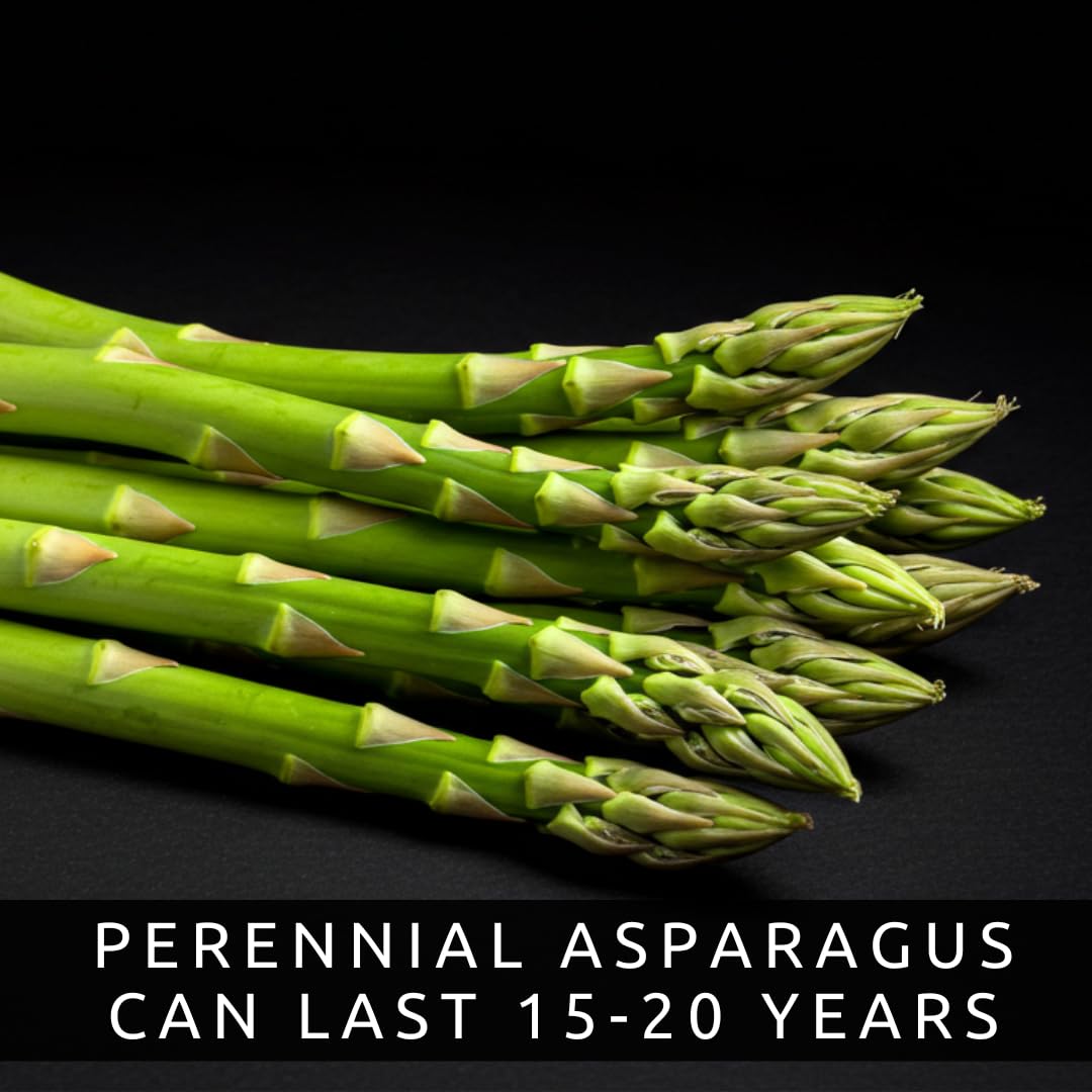 Jersey Giant Live Asparagus Bare Root Plants - 2yr Crowns - Grow Giant Asparagus (5 Plant)