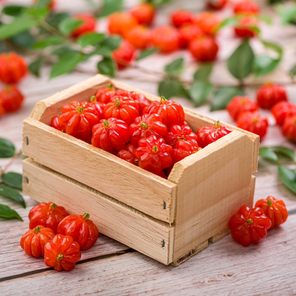 Surinam Cherry Tree Live Plants, Cherry Plant from 2 to 3 Feet Tall, Edible and Sweet Cherry Fruit Tree, 1 Gallon Pot, Easy Care for Outdoor Gardening