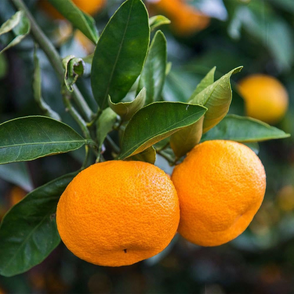 Calamondin (Calamansi) Tree - 2-5 Inch Tall Live Plant - Potted Orange Fruit Bush Seedling - Citrus x microcarpa