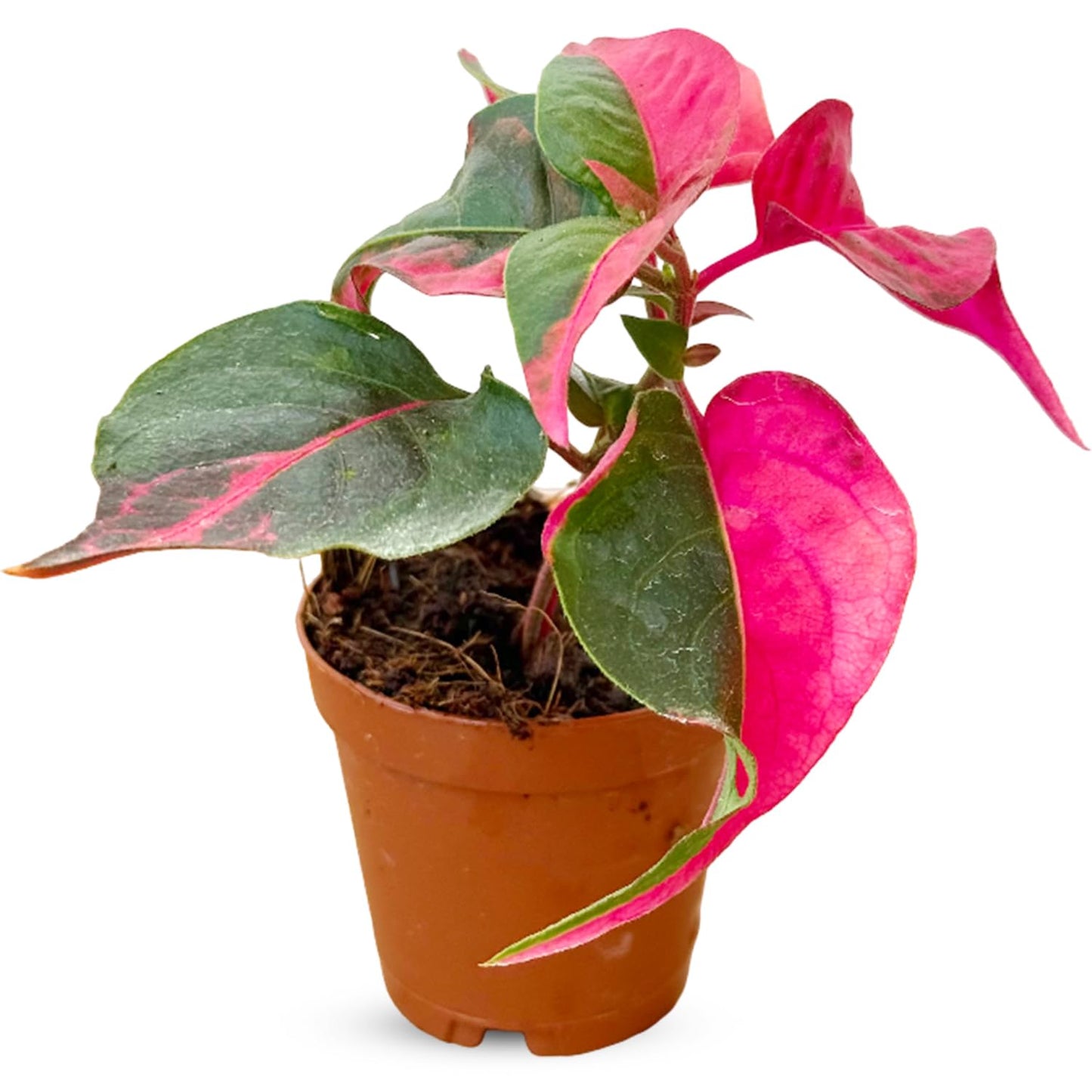 Alternanthera Party Time Live Plant in 2” Pot – Pink and Green Foliage – Foliage for Gardens & Landscapes - Easy Care Outdoor Plant - Green and Pink Shrub