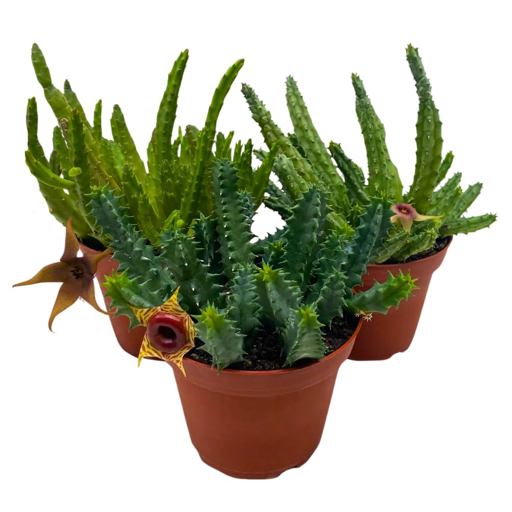 BubbleBlooms Huernia Stapelia Assortment 3 Different stapelias in 4 inch pots Grower's Choice May Include Lifesaver, Red Dragon, Black Bells