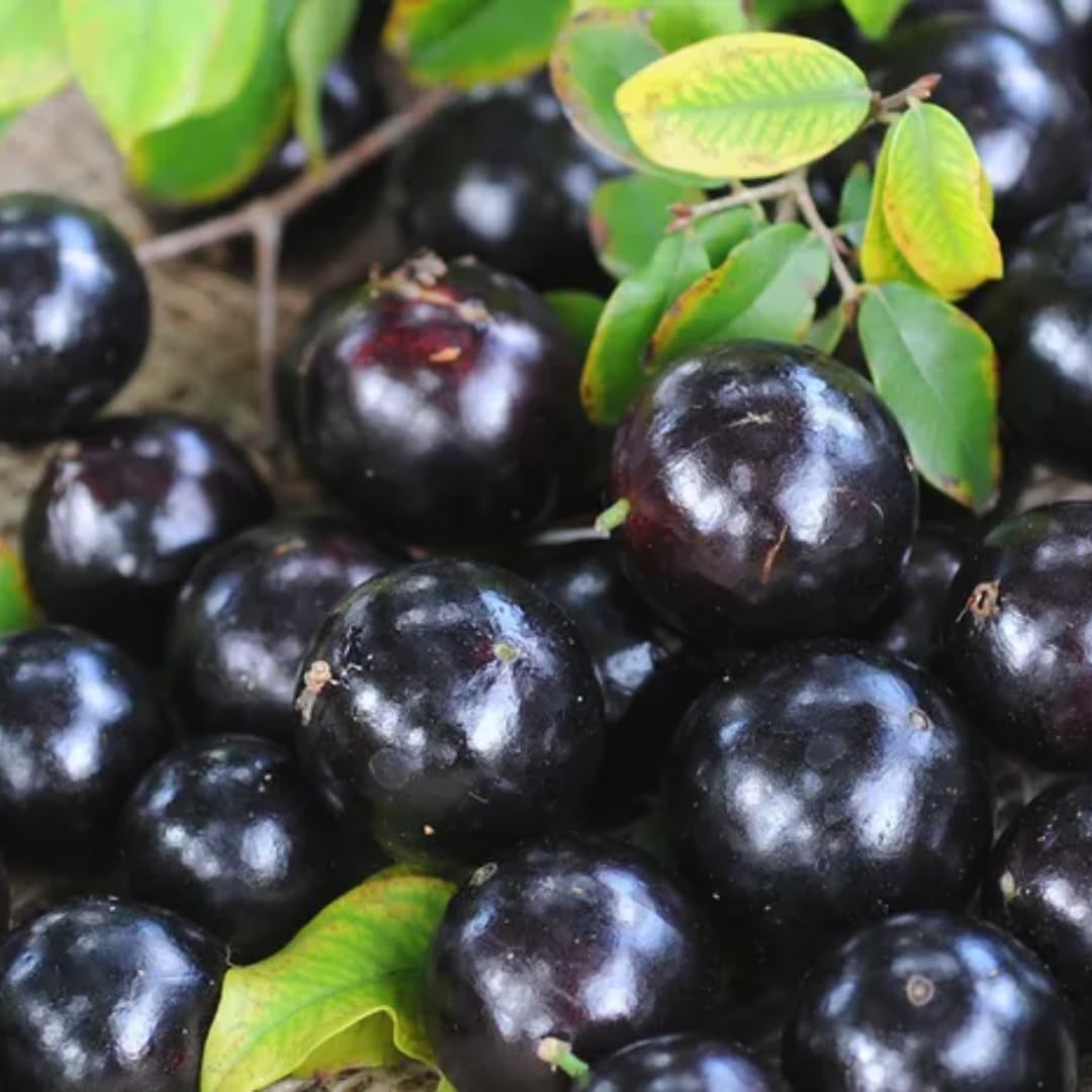 1 Feet Black Jaboticaba Tree Live Plant Well-Rooted and Fast-Growing Brazilian Jabuticaba Grapetree, No Pot, 1 Years Old Ready for Outdoor Spring Planting