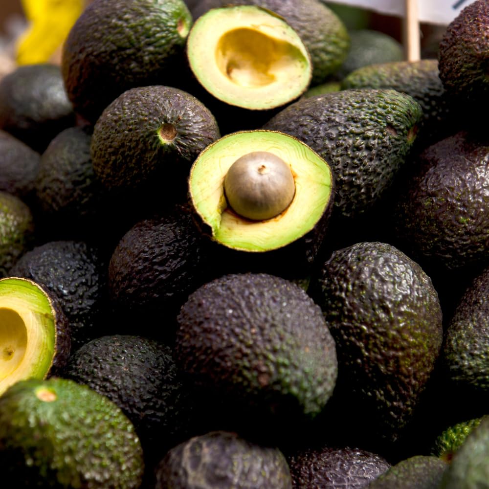HASS Avocado Trees Live Plants in 3 Gallon Pot, Cold Hardy Fruit Tree, 1-2 Feet Tall, Ready for Planting, No Ship to CA