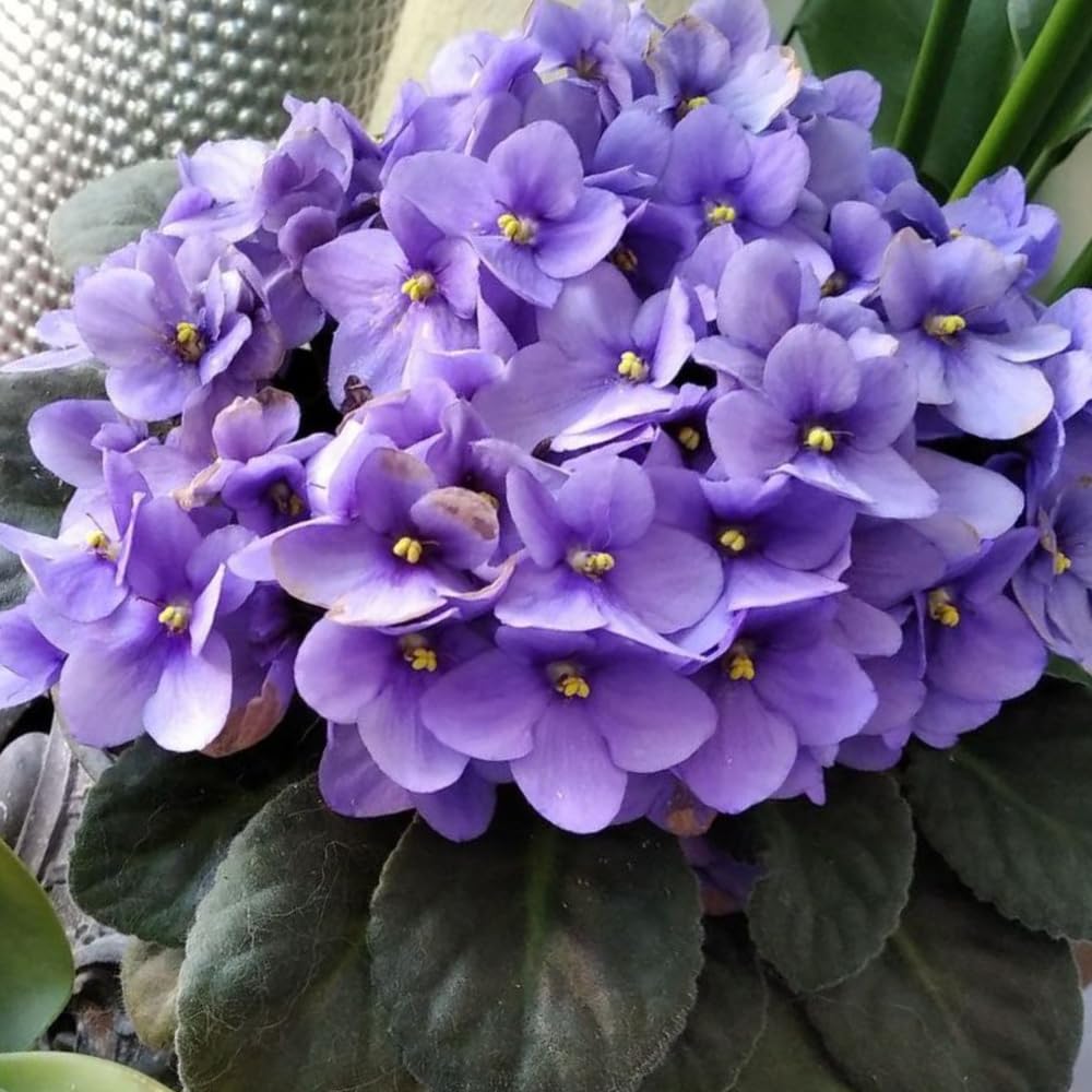 African Violets Live Plants, African Violet Plant Live in 4 Inches Pot, Violets Flowers Houseplant, 4-7 Inches Tall for Home Office Decor (Light Purple)