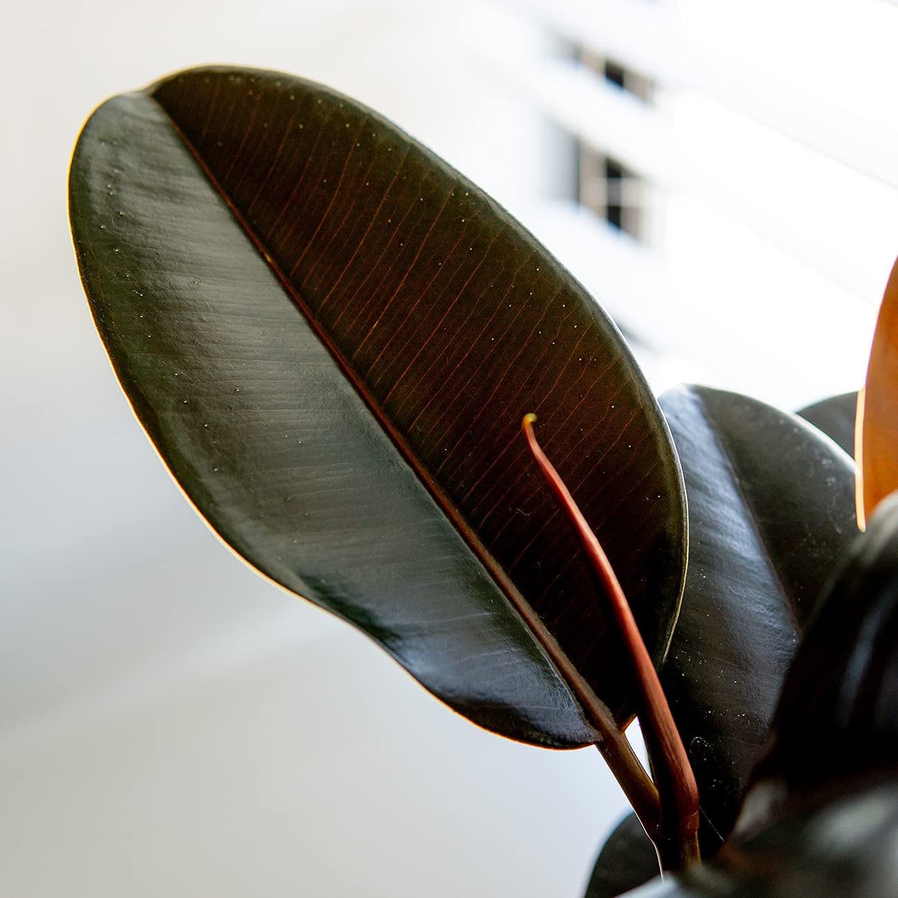 Perfect Plants Rubber Plant Ficus Elastica 'Burgundy' in 6in. Grower's Pot, Live Indoor Houseplant Unique Home Décor