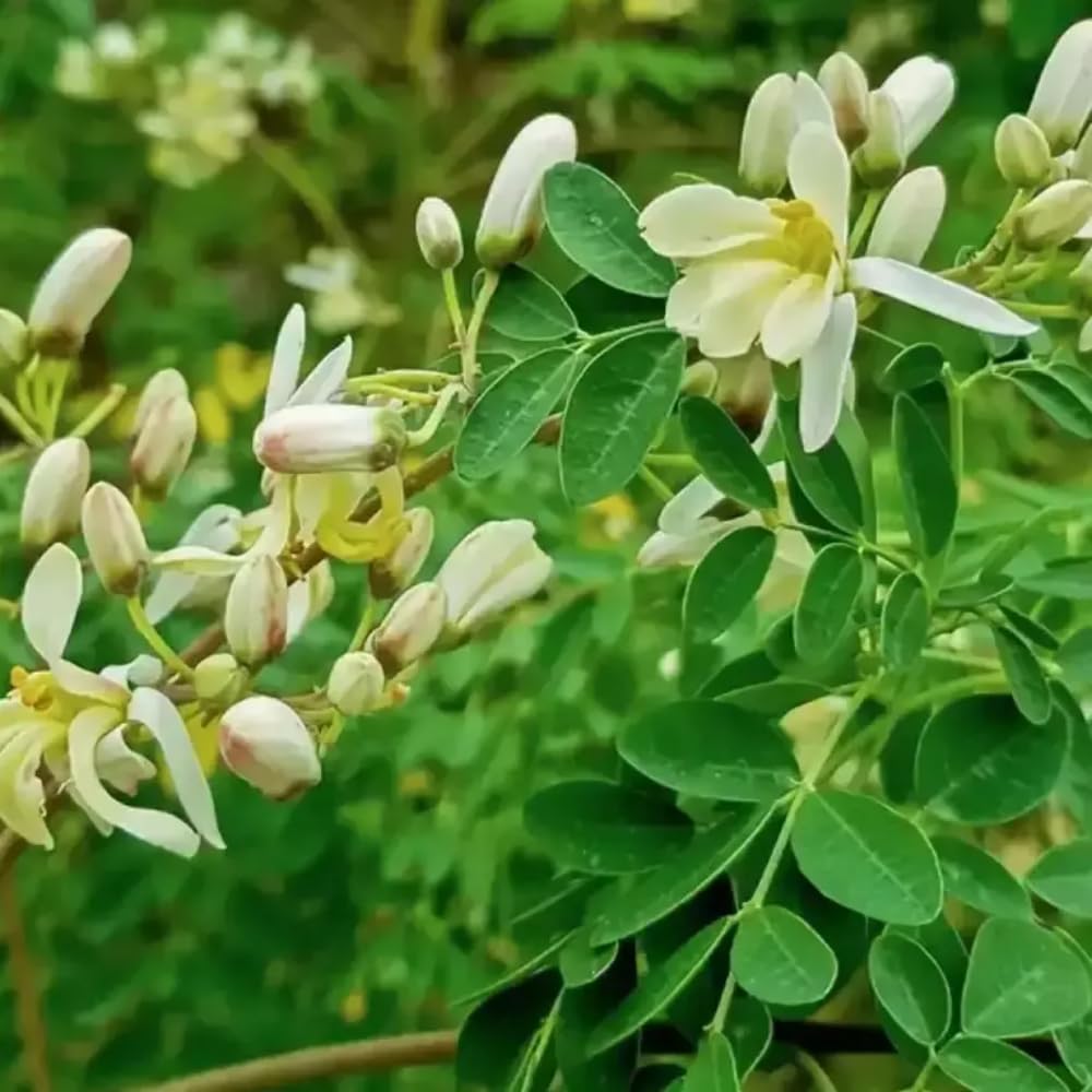 Moringa Oleifera Tree Live Plant, Malunggay Plant Live, 1 Year Old, Moringa Tree Plant Live, Drumstick Malunggay 4 Inc Pot Well-Rooted
