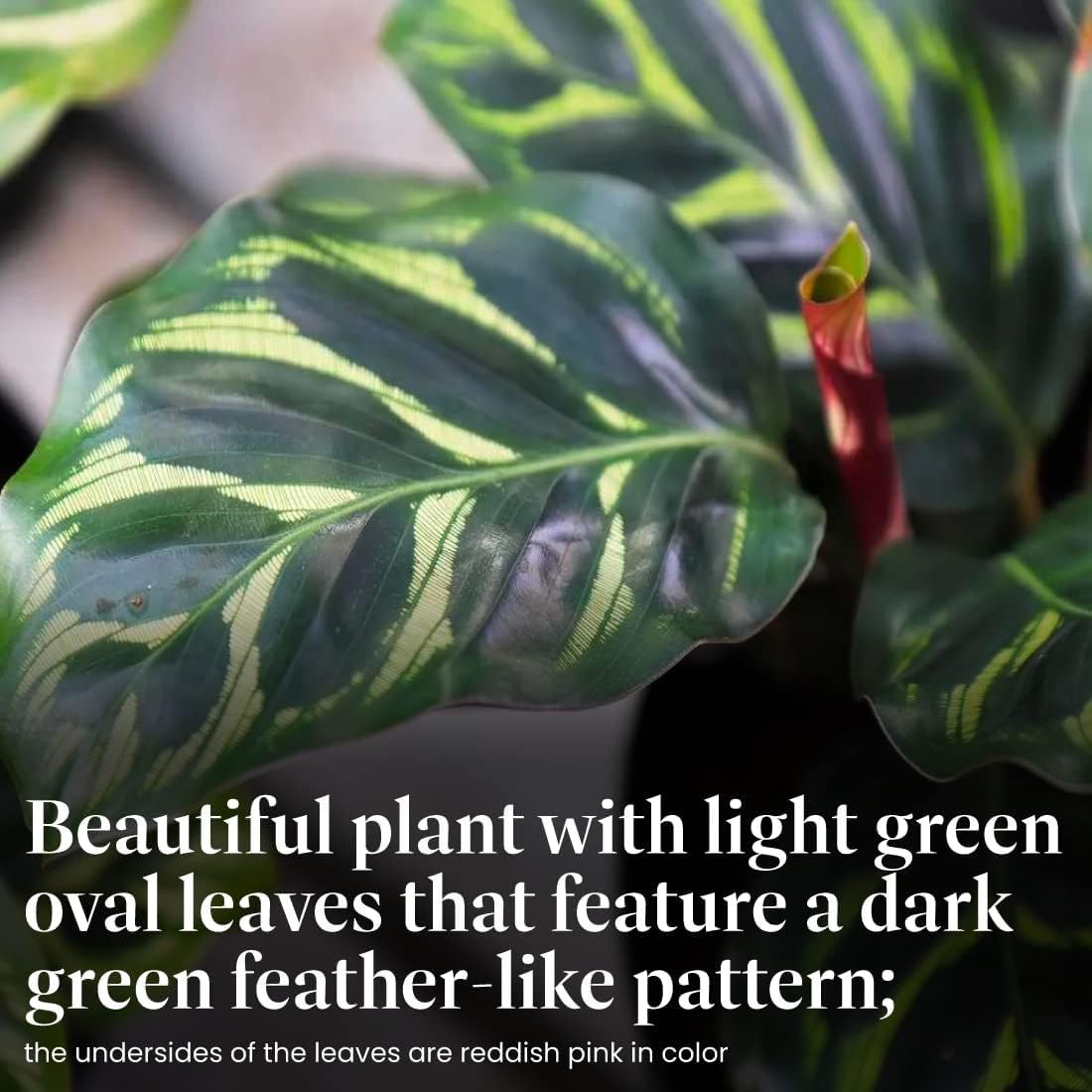 American Plant Exchange Live Calathea Makoyana – 6-Inch with Pot Cover – Pet-Friendly Tropical Houseplant with Patterned Leaves for Low Light Homes, Offices & Indoor Plant Décor