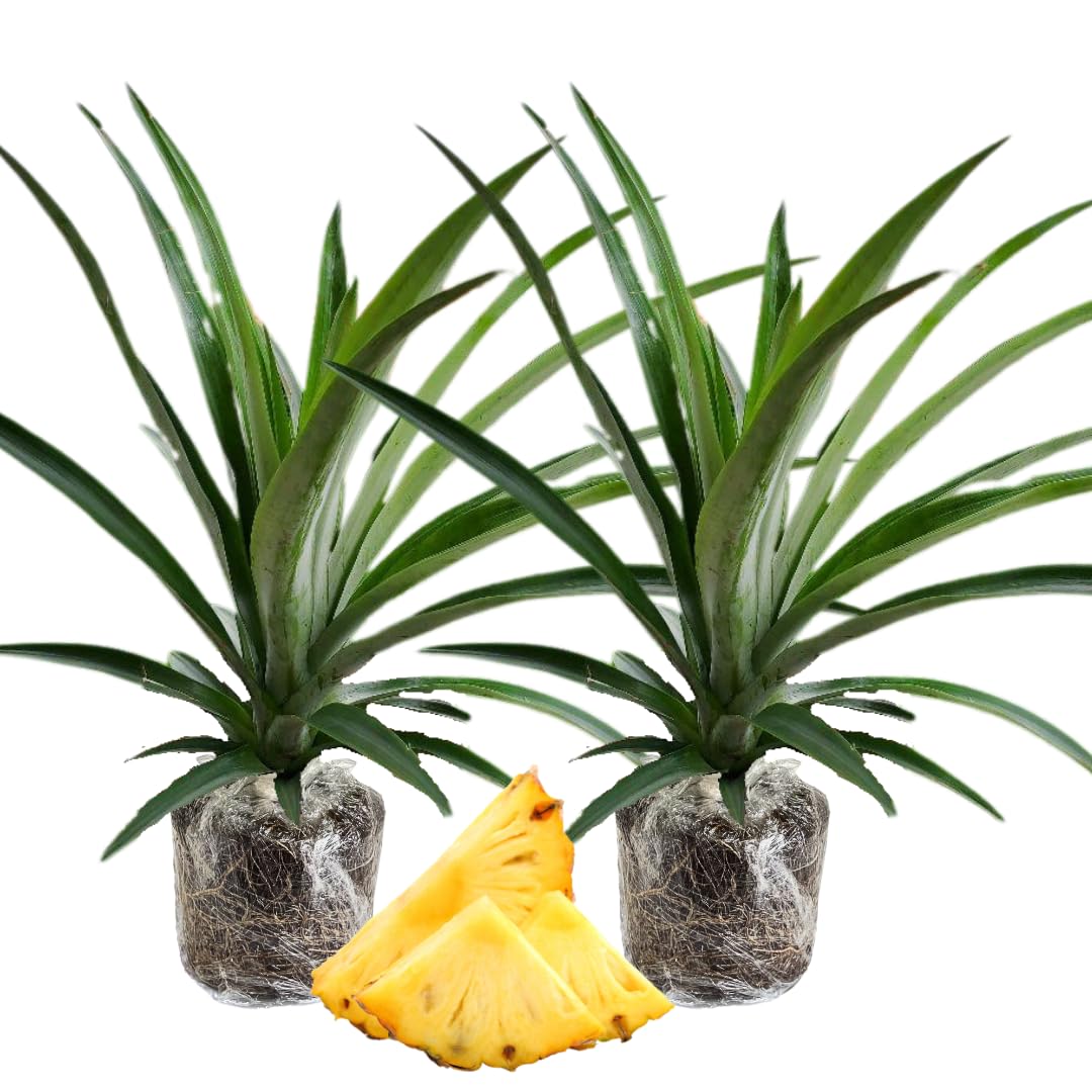 2 Sugarloaf Pineapple Plants Live, 5-9 Inc Tall, Pineapple Fruit Trees Live Plants, Pineapple Seedlings