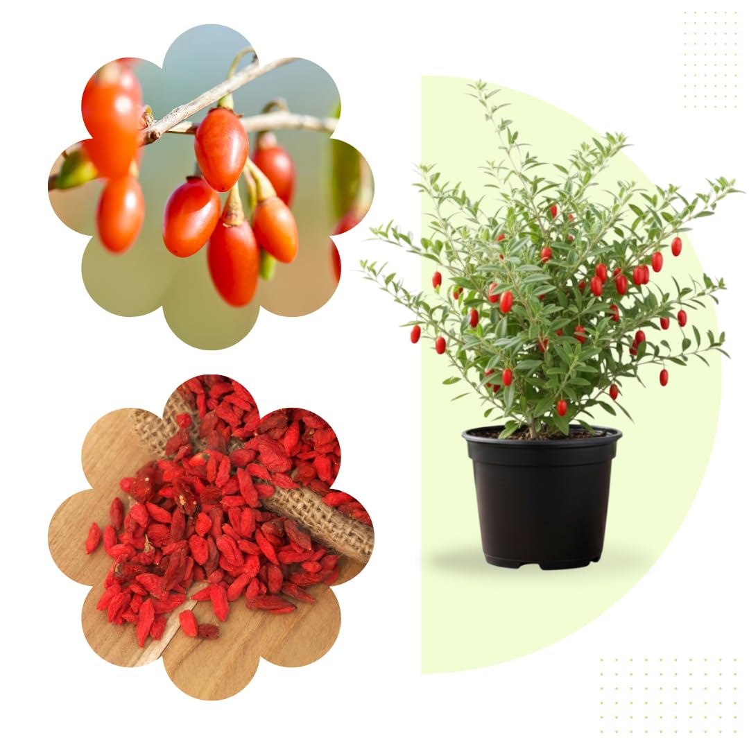 Live Red Goji Berry Plant, Goji Berry Bush, Sweet Fruit, 3-5 Inches Tall for Planting, No Pot