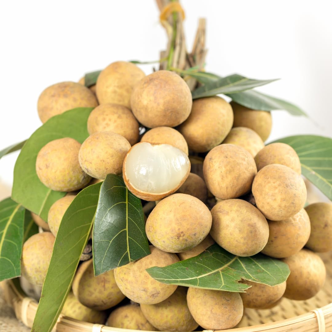 Longan Fruit Tree Live Plant, Sweet Tropical Longan Tree, 3–4 Ft Tall in 3 Gallon Pot, Ready for Outdoor Growing, No Ship to CA