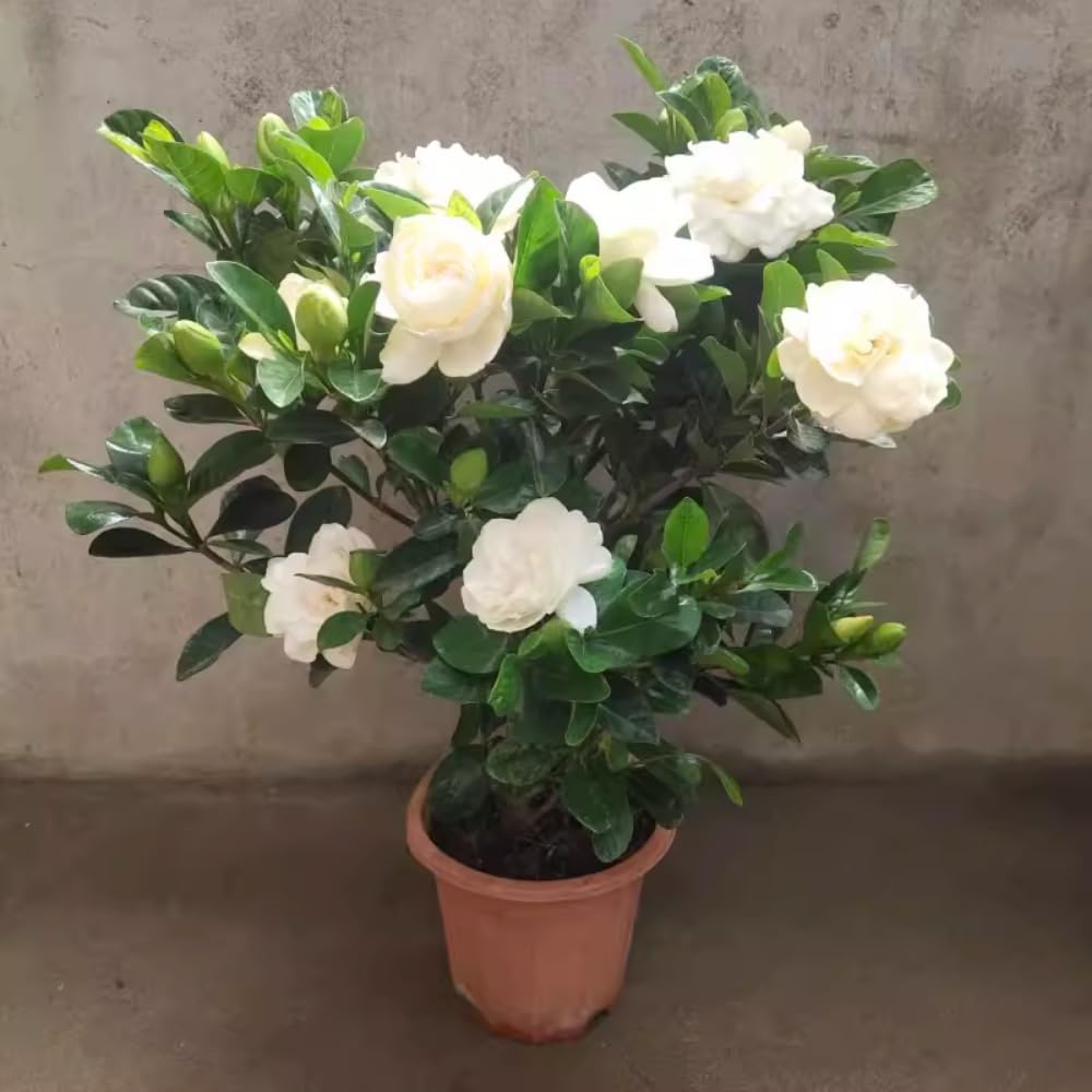 2 Jasmine Plant Live, Frost Proof Gardenia Plants Cape Jasmine Live Plant Between 5 and 7Inc Tall Outdoor Planting Indoor