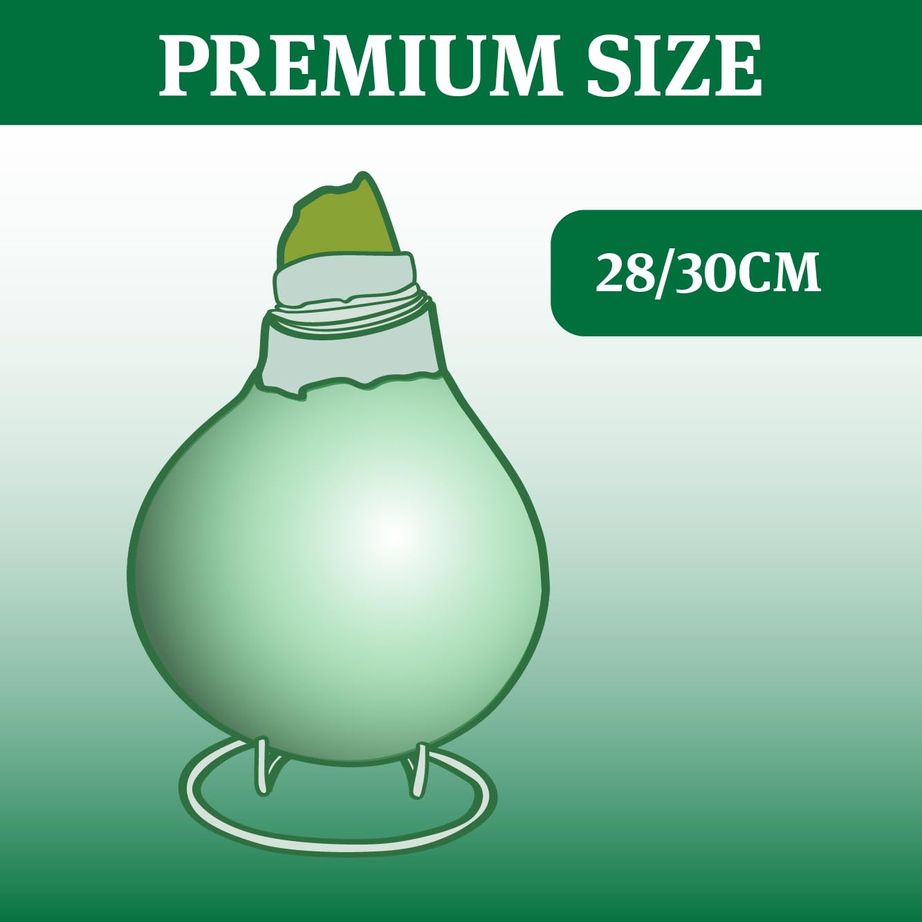 Green Picasso Base Waxed Amaryllis Flower Bulb with Stand, No Water Needed