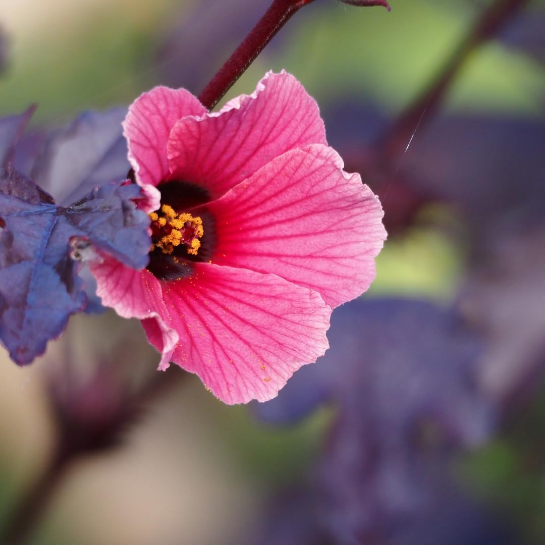 Pack of 2 Live Cranberry Hibiscus Plants, 4-6 Inches Tall, Hardy Flowering Plants, Ready to Grow, Suitable for Indoor or Outdoor Planting