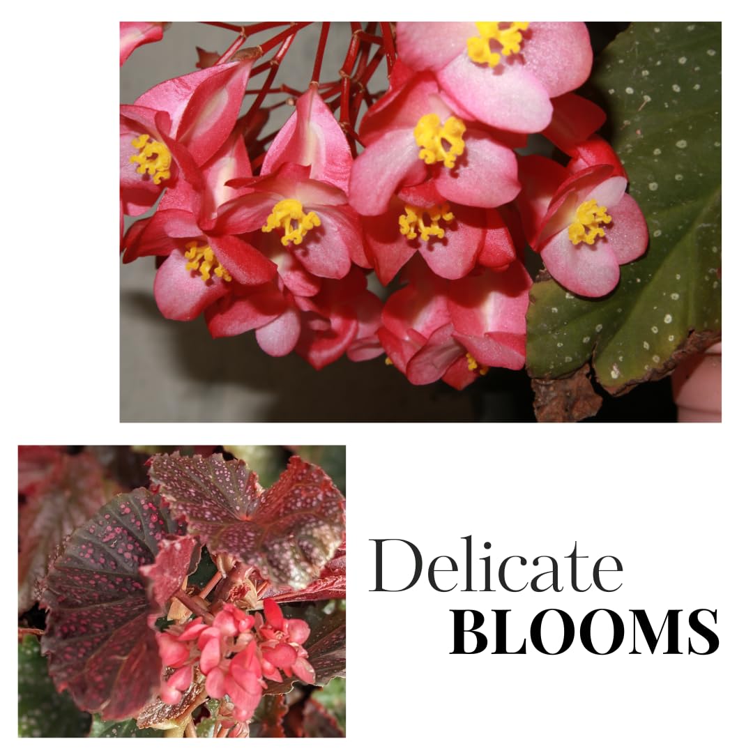 Begonia Live Plant Outdoor, Can Grow As Weeping Begonia, Fast-Growing, Easy-Care Flowering Plant for Gardens Containers, 5-9” Tall, No Pot, Begonia Maculata Plants (Pink Polka Dot)