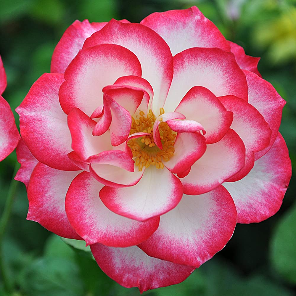 Heirloom Floribunda Roses, Live Own Root Plant for Outdoor Garden, Nicole®, Lightly Fragrant, Hardiness Zones: 6-10, Continual Blooming