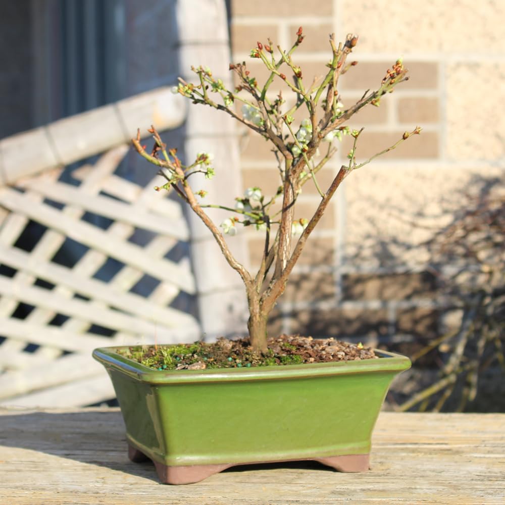 Brussel's Bonsai Live Dwarf Blueberry Bonsai Tree - Small, 4 Years, 6 to 8 Inches Tall - Outdoor Live Bonsai Tree with Ceramic Bonsai Pot