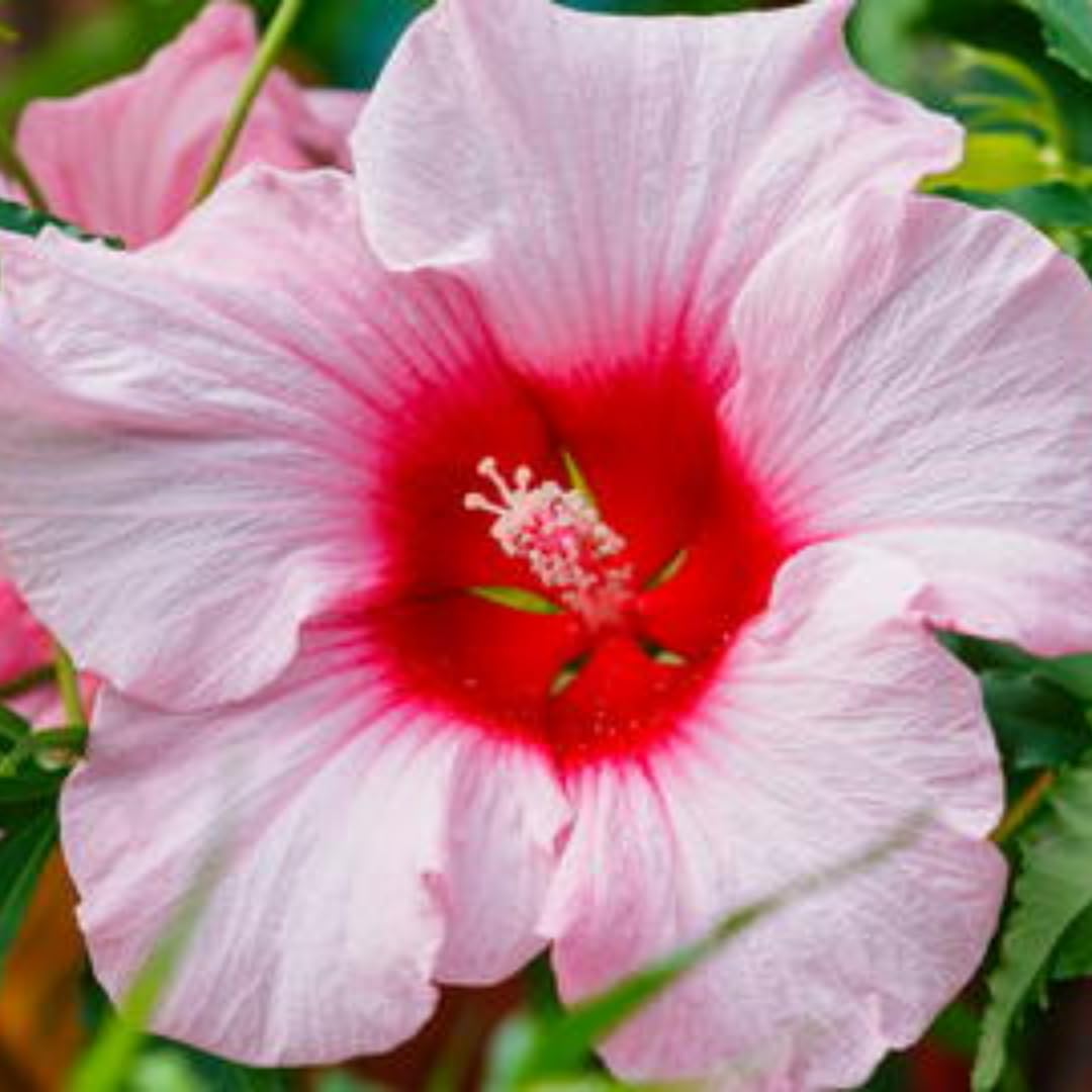 2 Rose Hibiscus Plants Live 5-9" in Tall, Hardy Hibiscus Tree Live Plant Year-Round Blooming, No Pot, Outdoor Perennial Planting