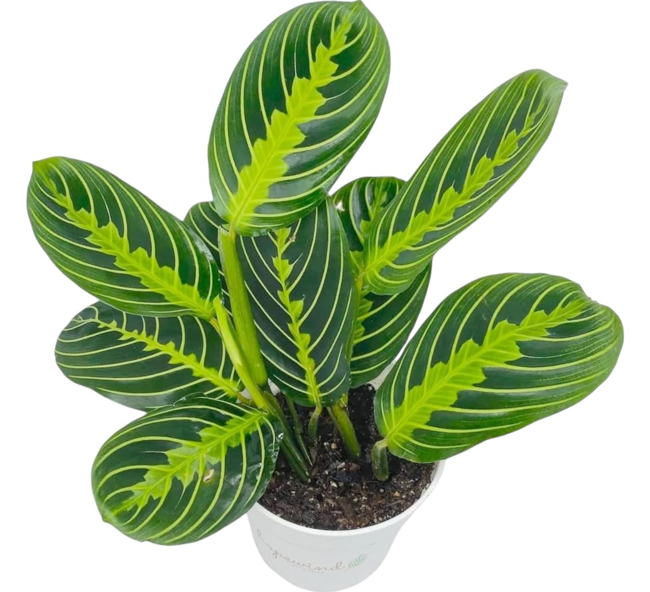 Live Plant, Lemon Lime Maranta Prayer Plant, Pet Friendly, Air Purifying Plant, Easy Care, Easy to Grow Live Indoor Plant, Houseplant, Rare Indoor Plant, Home Décor 4 inch White Pot