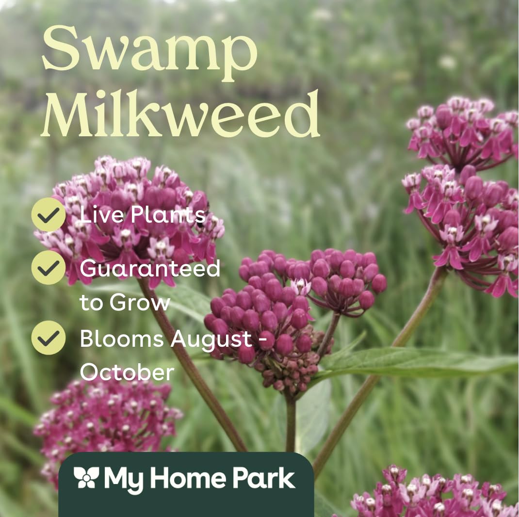 Swamp Milkweed 6 Live Plants (Asclepias incarnata) – Native Perennial Wildflower for Pollinator & Rain Gardens, Attracts Monarch Butterflies, Ideal for Wet Areas, Full Sun Landscaping Plant