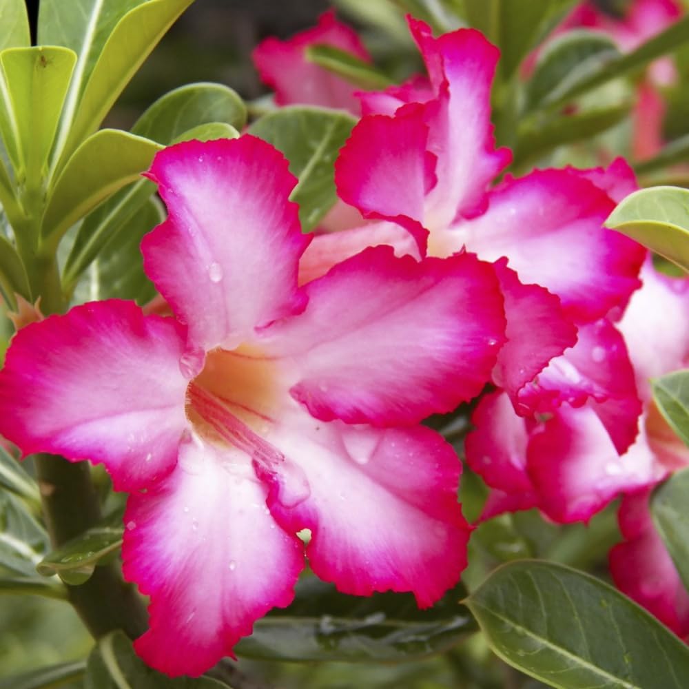 Desert Rose Plant Live, Adenium Bushes Well Rooted, Adenium Obesum Flowers Plant for Indoor Outdoor Garden, Flowering Succulent, 4-6 Inches Tall, No Pot (Pink)